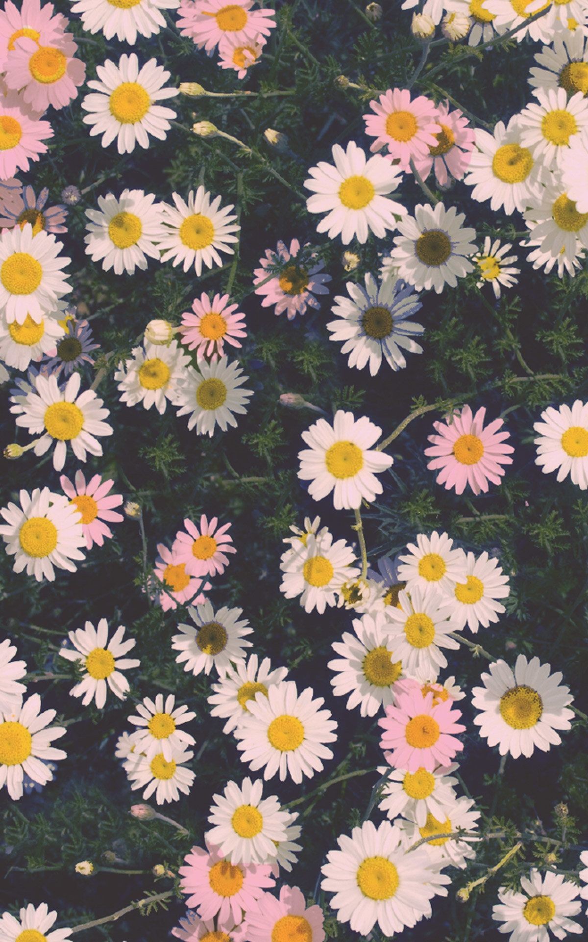 1200x1920 ... Flower Iphone 6 Wallpapers Hd. Download