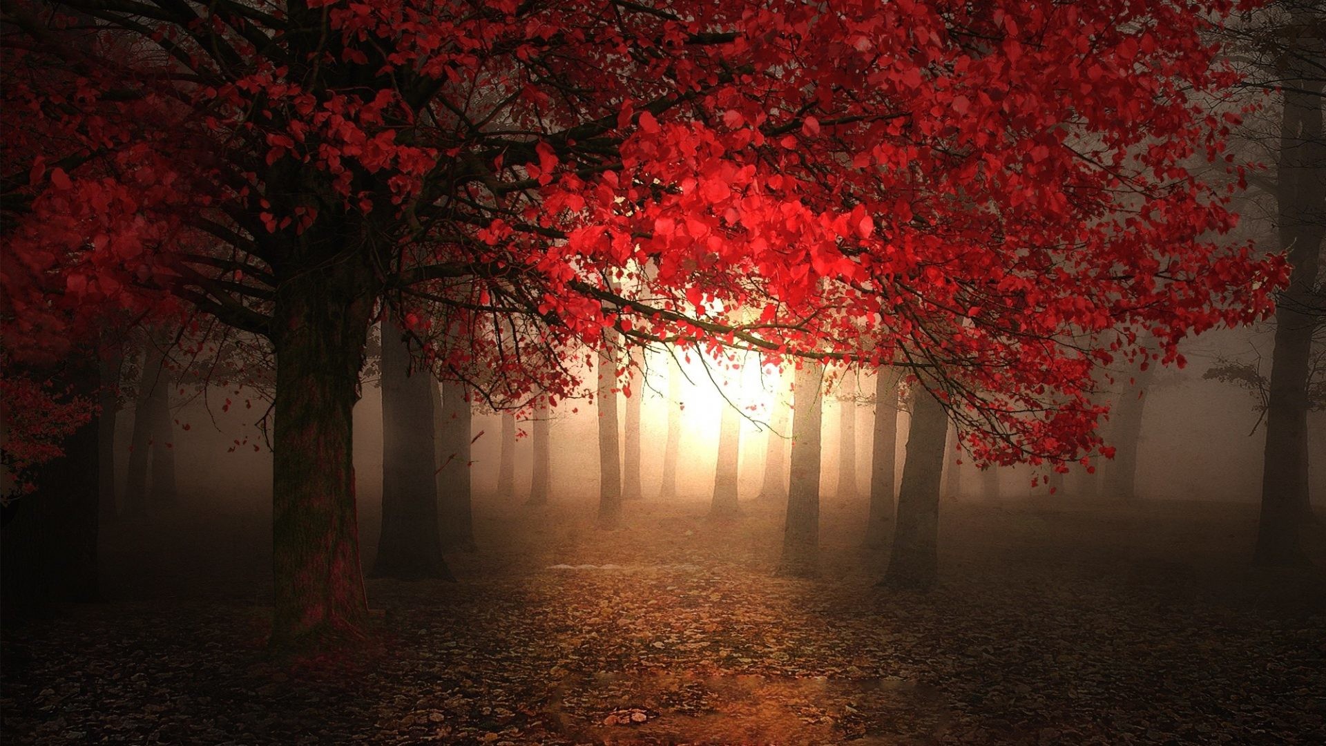 1920x1080 Red Tag - Season Magic Forest Trees Autumn Foggy Light Morning Red  Beautiful Leaves Fall Wallpaper