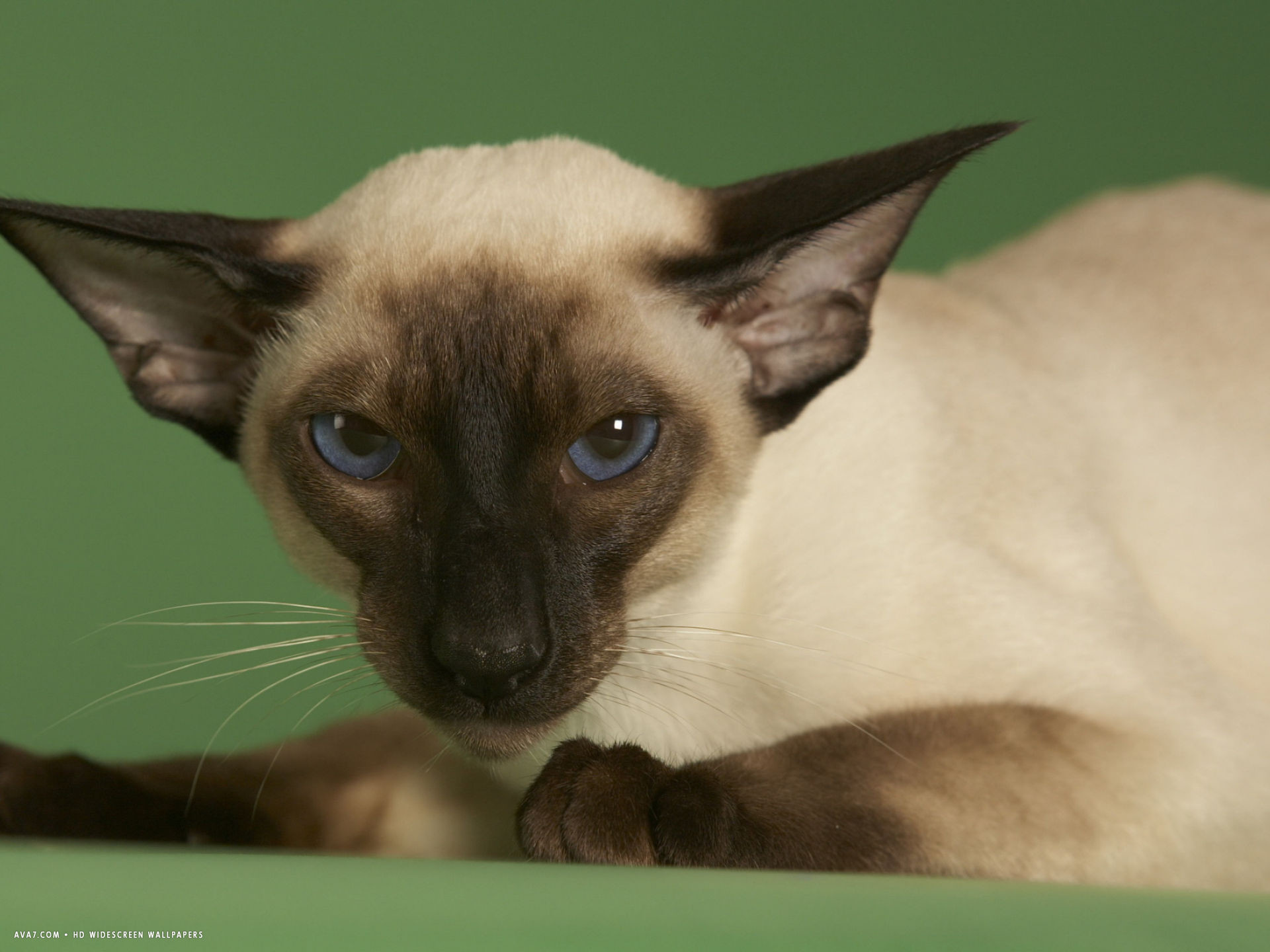 1920x1440 Siamese Cat Wallpapers