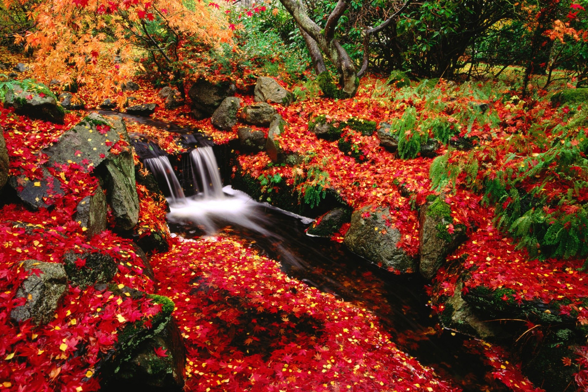 1920x1279 Red Fall Leaves Wallpapers Mobile As Wallpaper HD