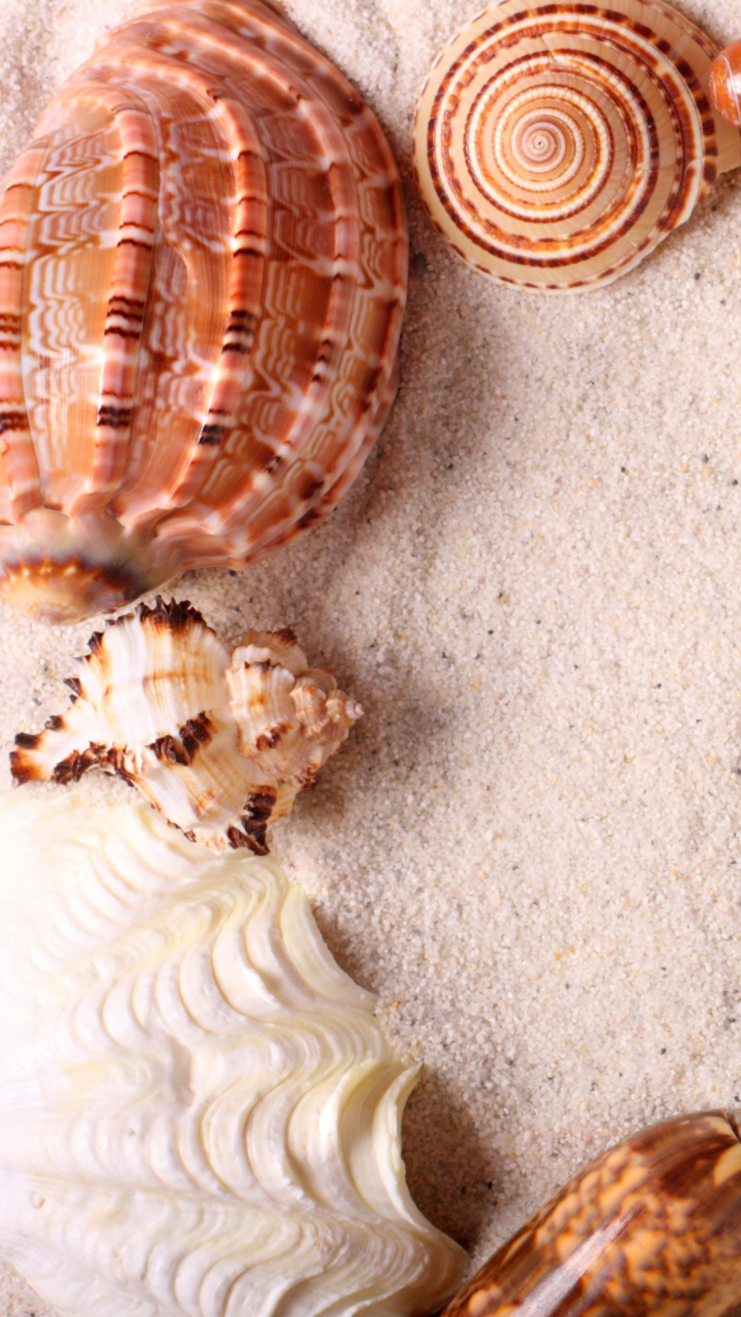 1440x2560  Wallpaper seashells, frame, sand