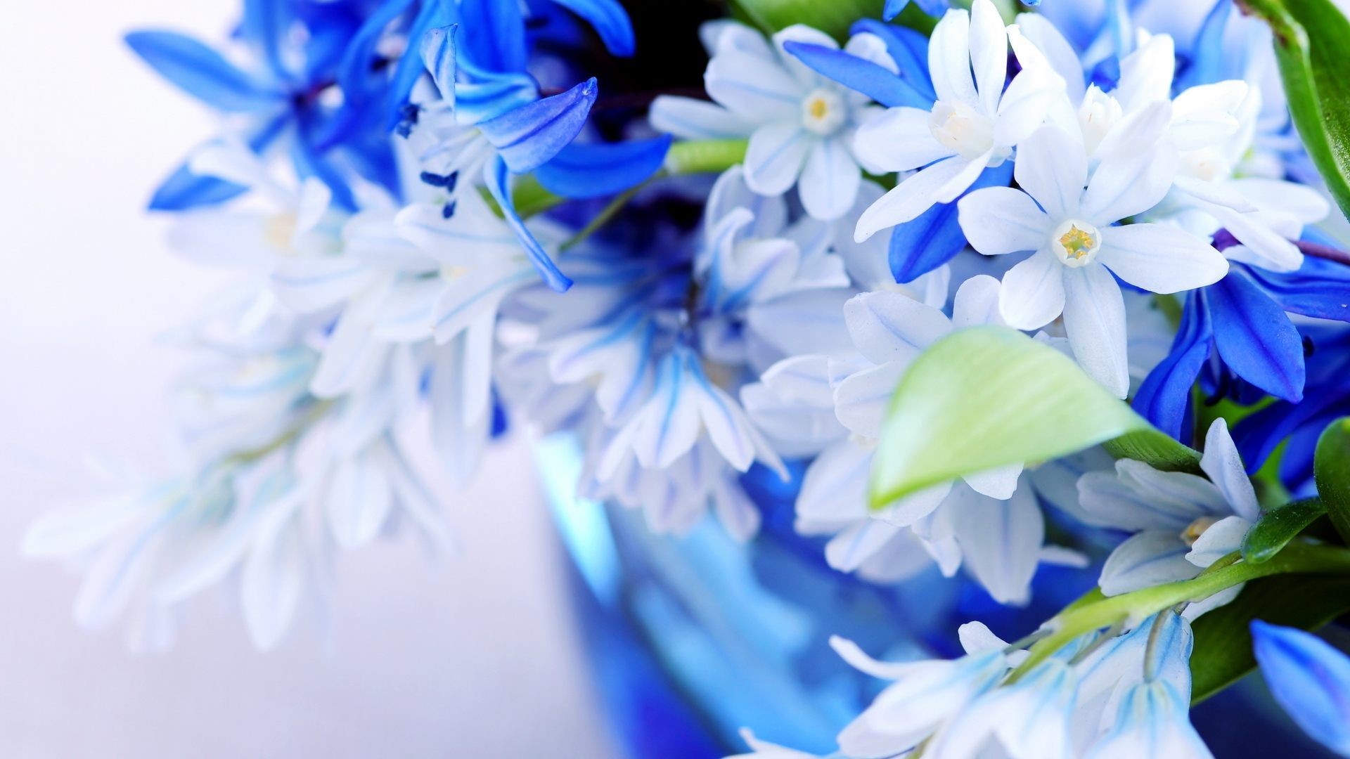 1920x1080 Blue Flower Background For Desktop Wallpaper
