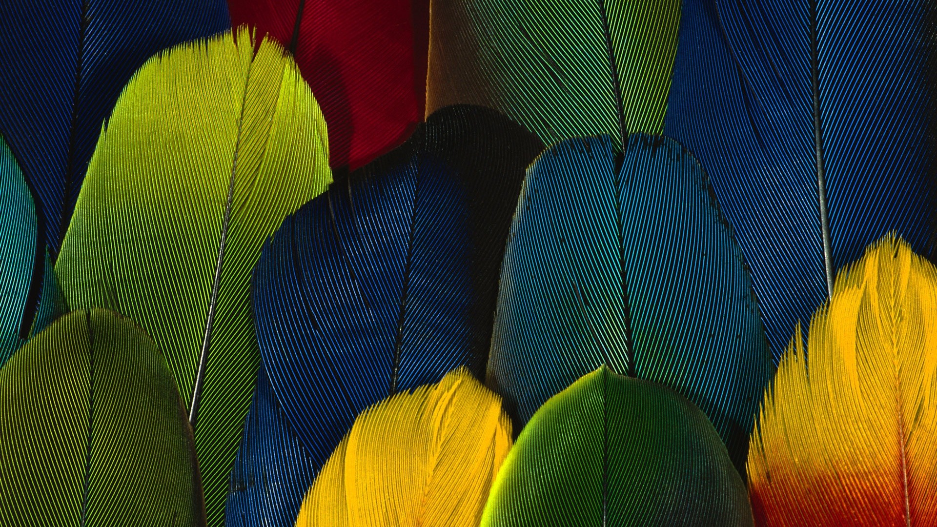 1920x1080 Abstract Colorful Feathers Free High Definition Wallpapers