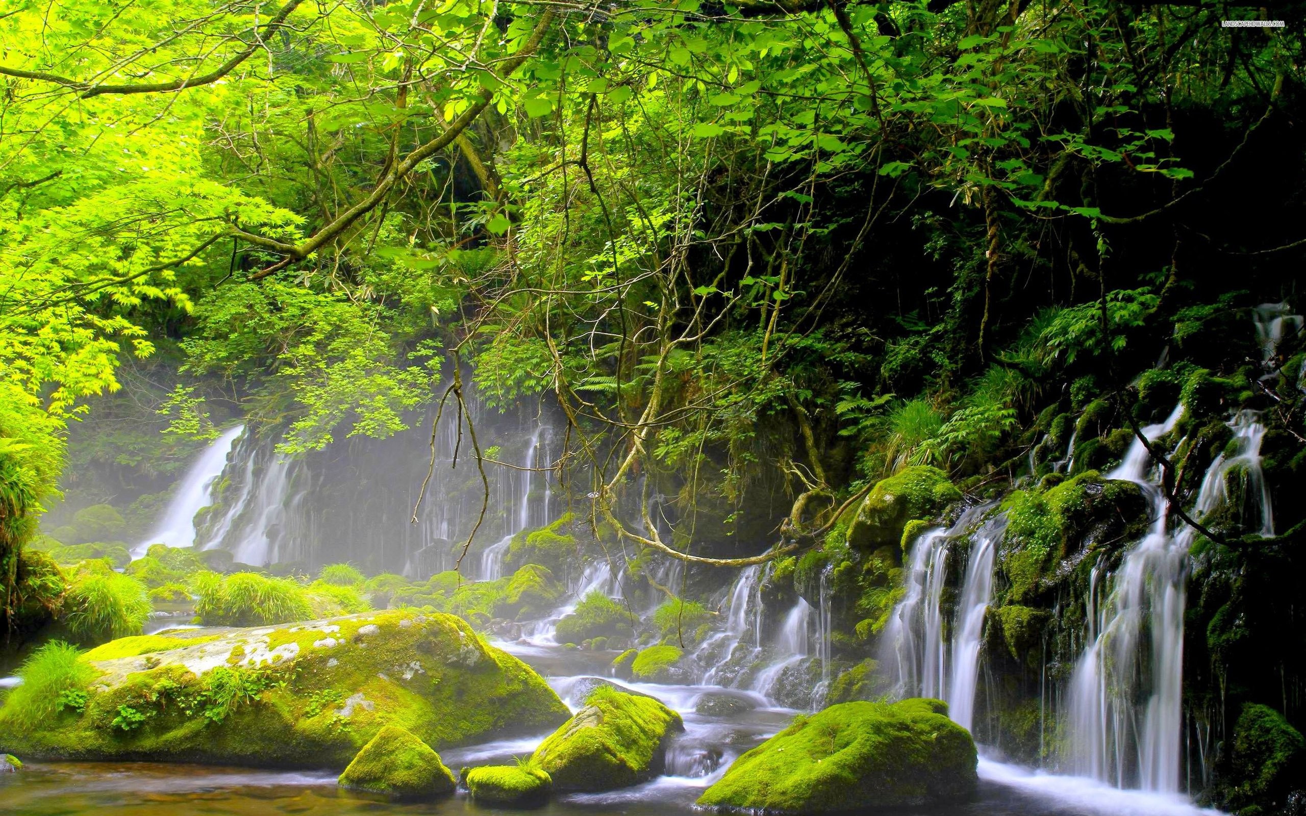2560x1600 ... Photo Collection Natures Wallpaper Forest River ...