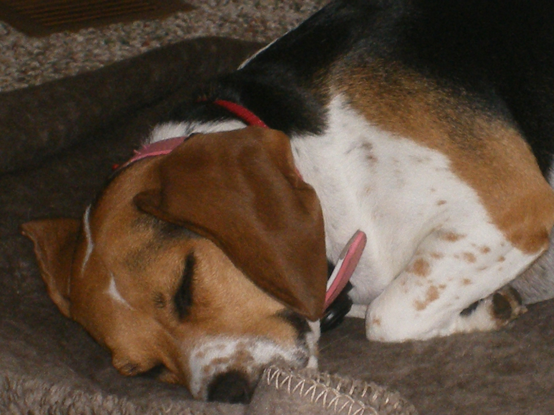 1920x1440 Beagles images Sleeping Beagle HD wallpaper and background photos