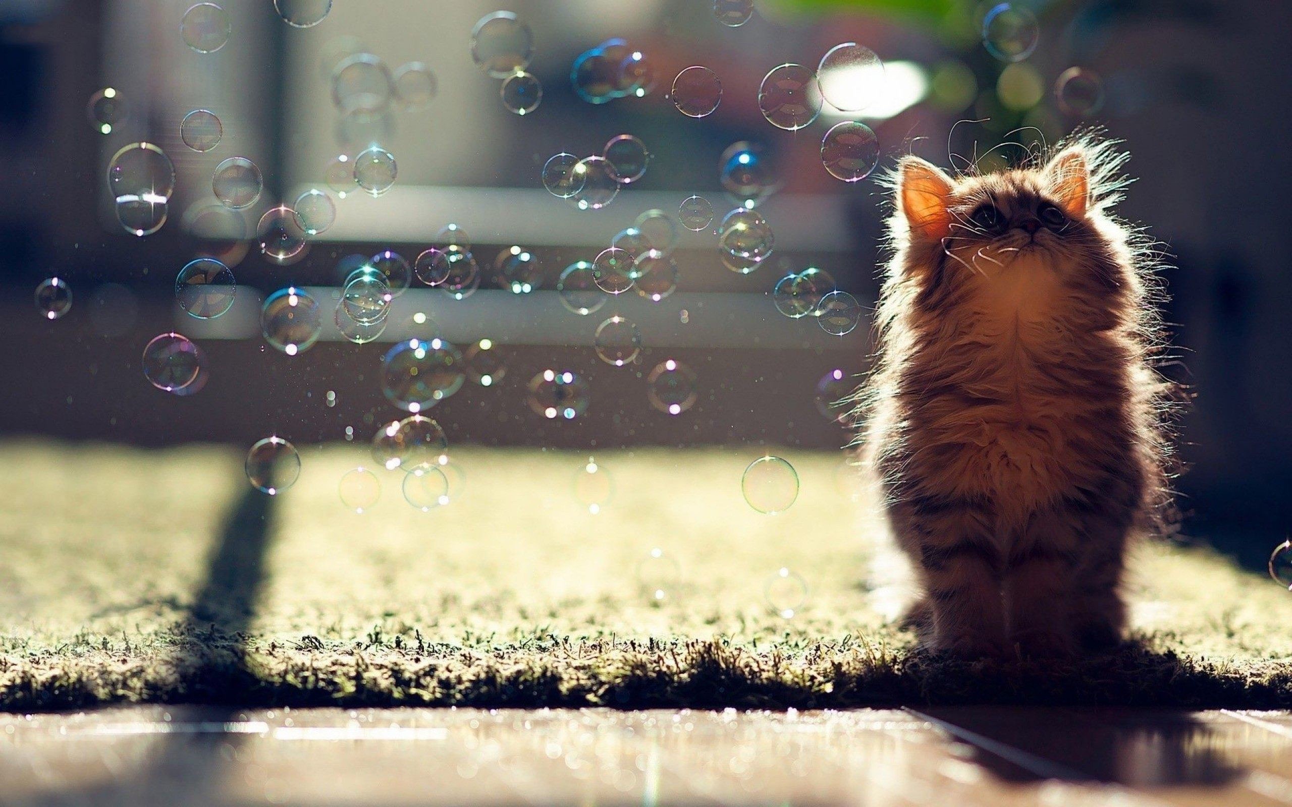 2560x1600 Download Cute Cat Wallpapers For iOS - HD Wallpapers