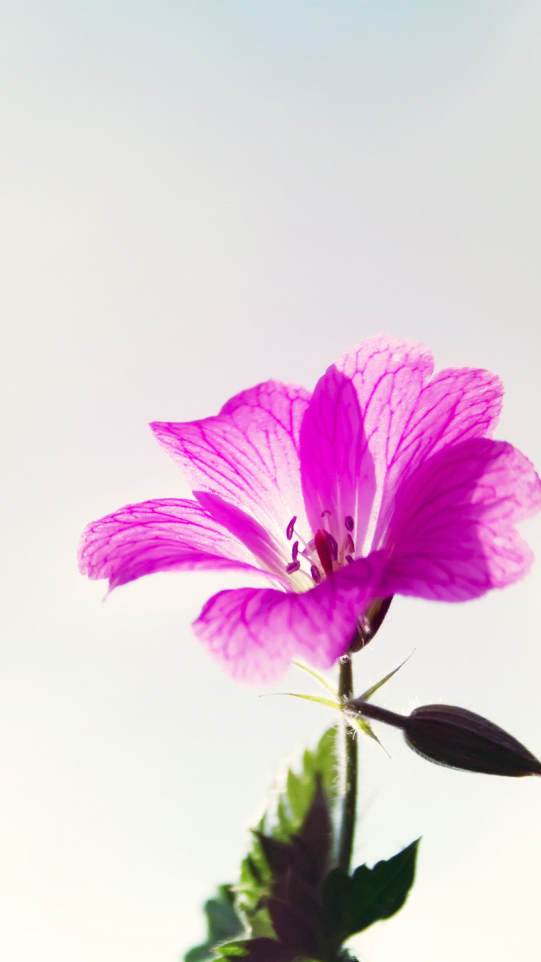 1080x1920 Little Purple Flower Macro #iPhone #7 #wallpaper