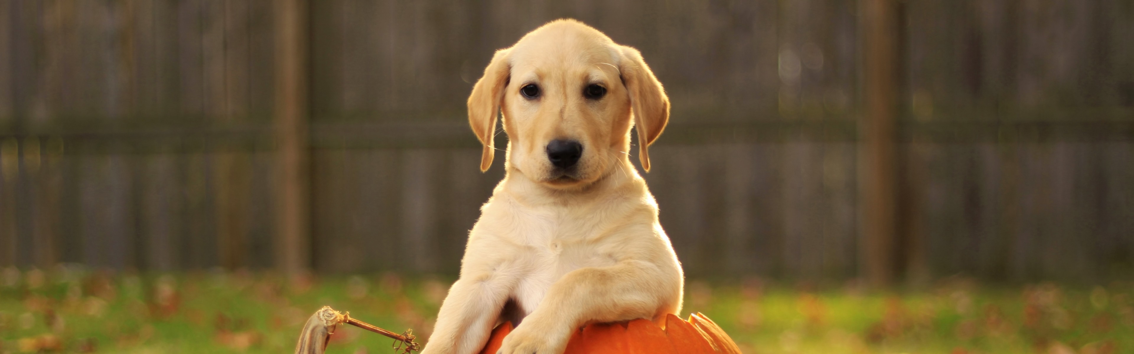 3840x1200  Wallpaper labrador retriever, foliage, autumn, dog, pumpkin, puppy