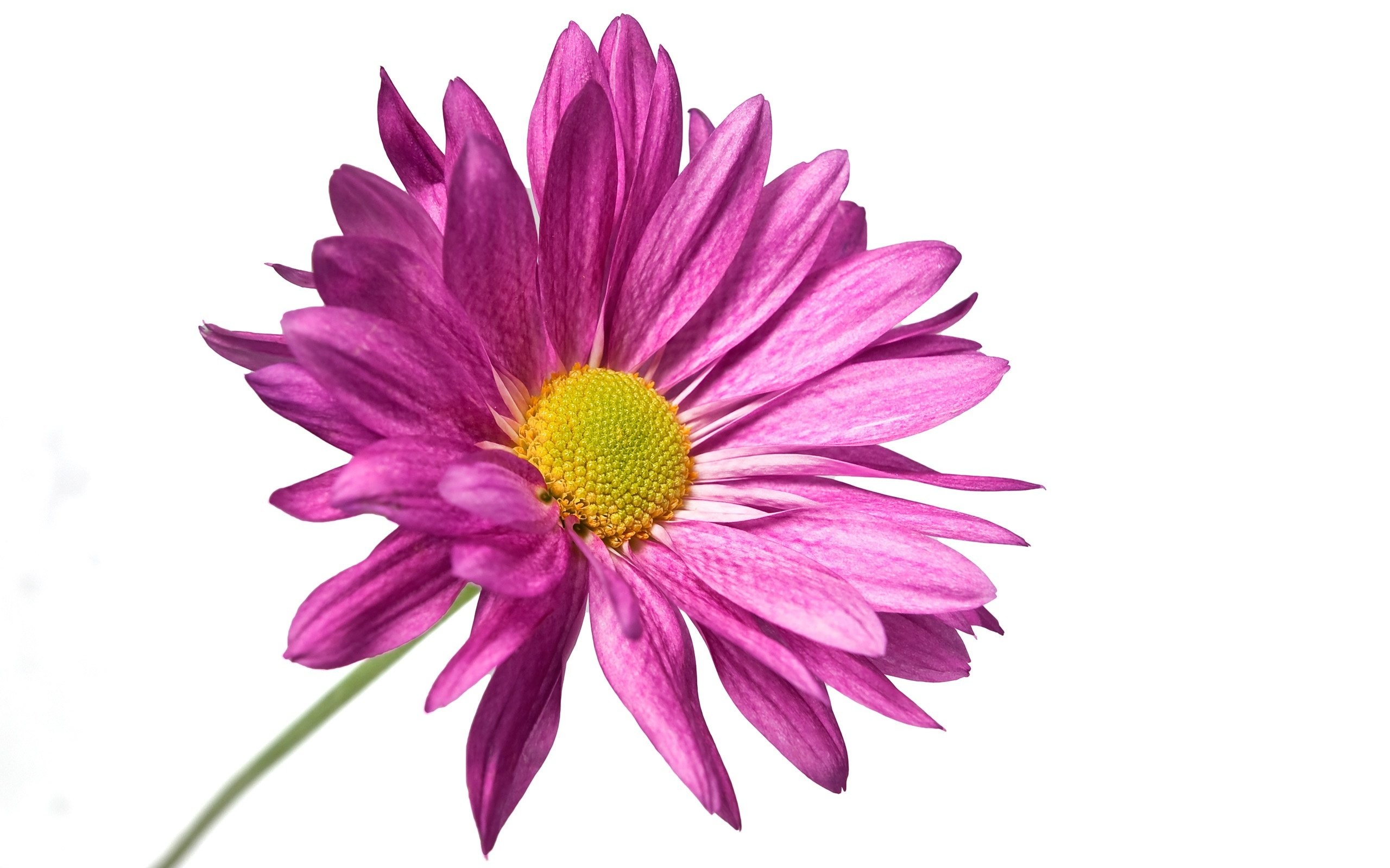 2560x1600 Purple Flower White Background