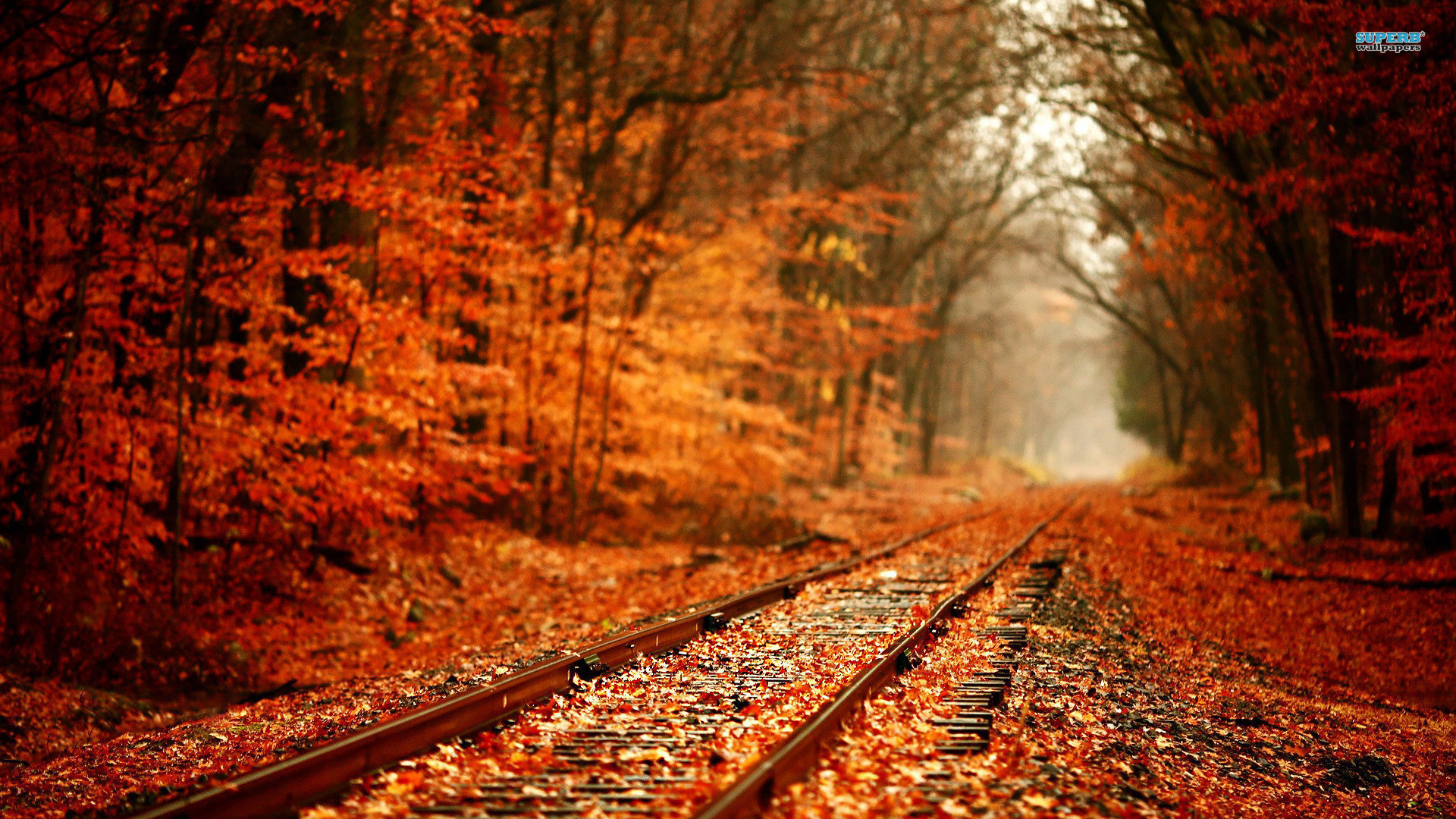 1920x1080 Free Road Autumn Wallpapers HD 1080.
