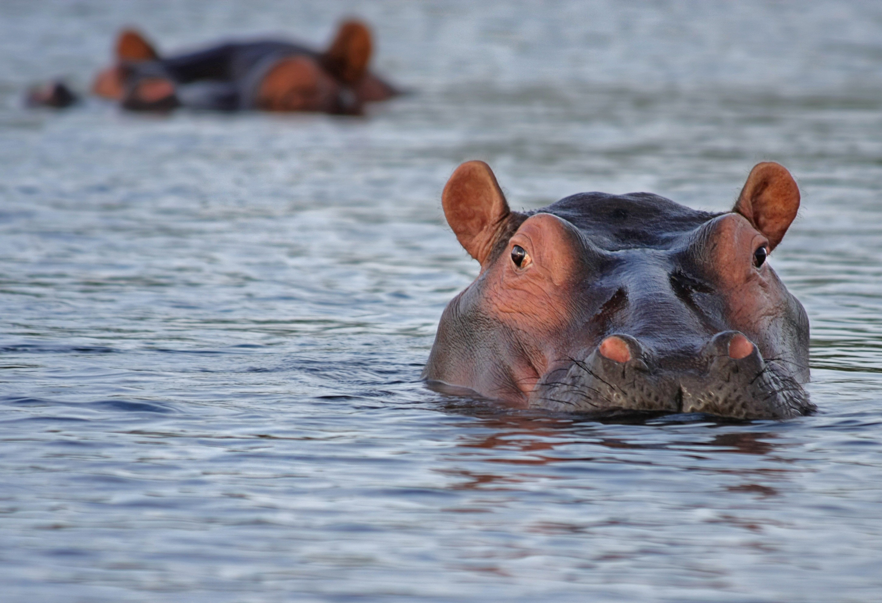 2900x1985 Hippos in Water