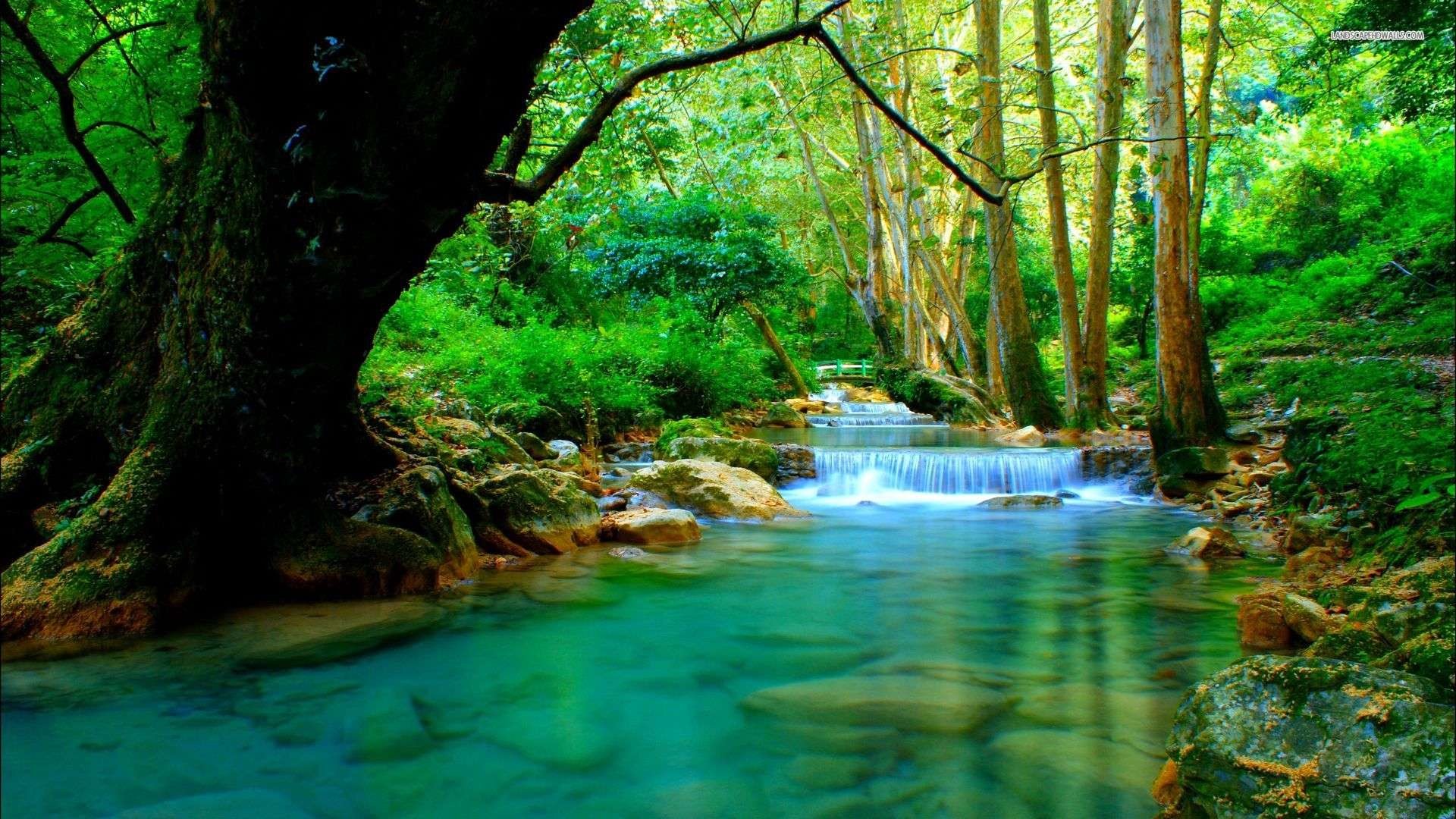 1920x1080 ... Photo Collection Forest River Wallpaper Rivers ...