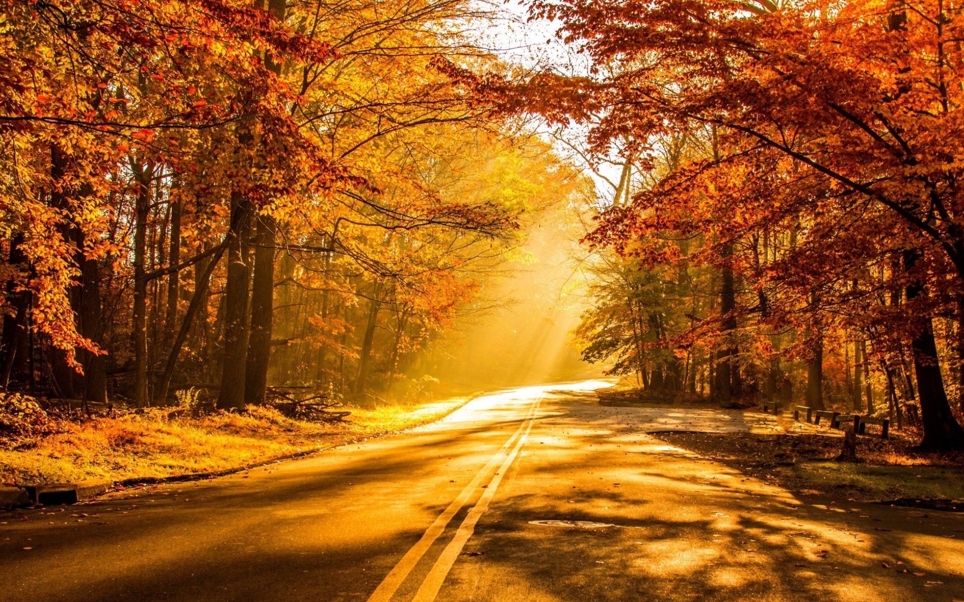 1920x1200 Photography - Fall Road Sunshine Tree Sunbeam Wallpaper