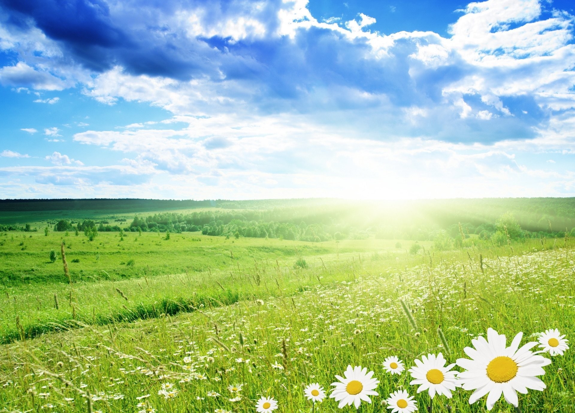 1920x1380 Wallpapers field of flowers background