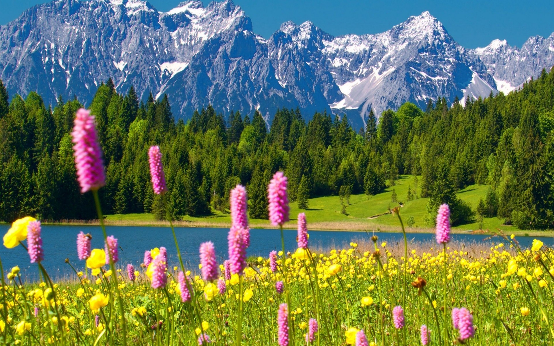 1920x1200 Flowers Meadows Lake Green Blue Peaks Spring Yellow Pink Snowy Forest  Beautiful Mountain Mountains Wallpaper Flower Lotus - 