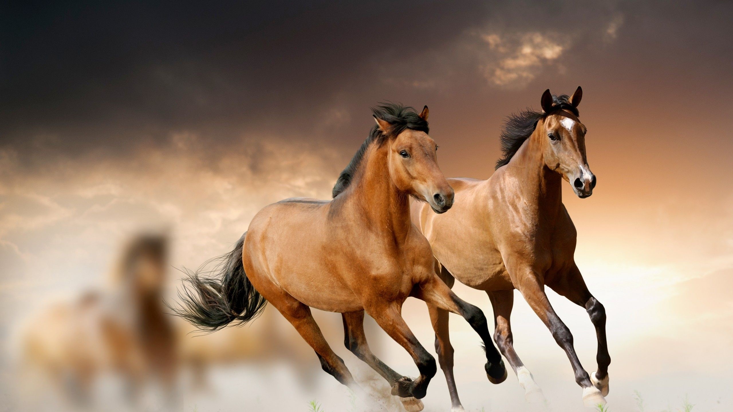 2560x1440 ... Cool Animal Wallpapers FXxcgSK ...