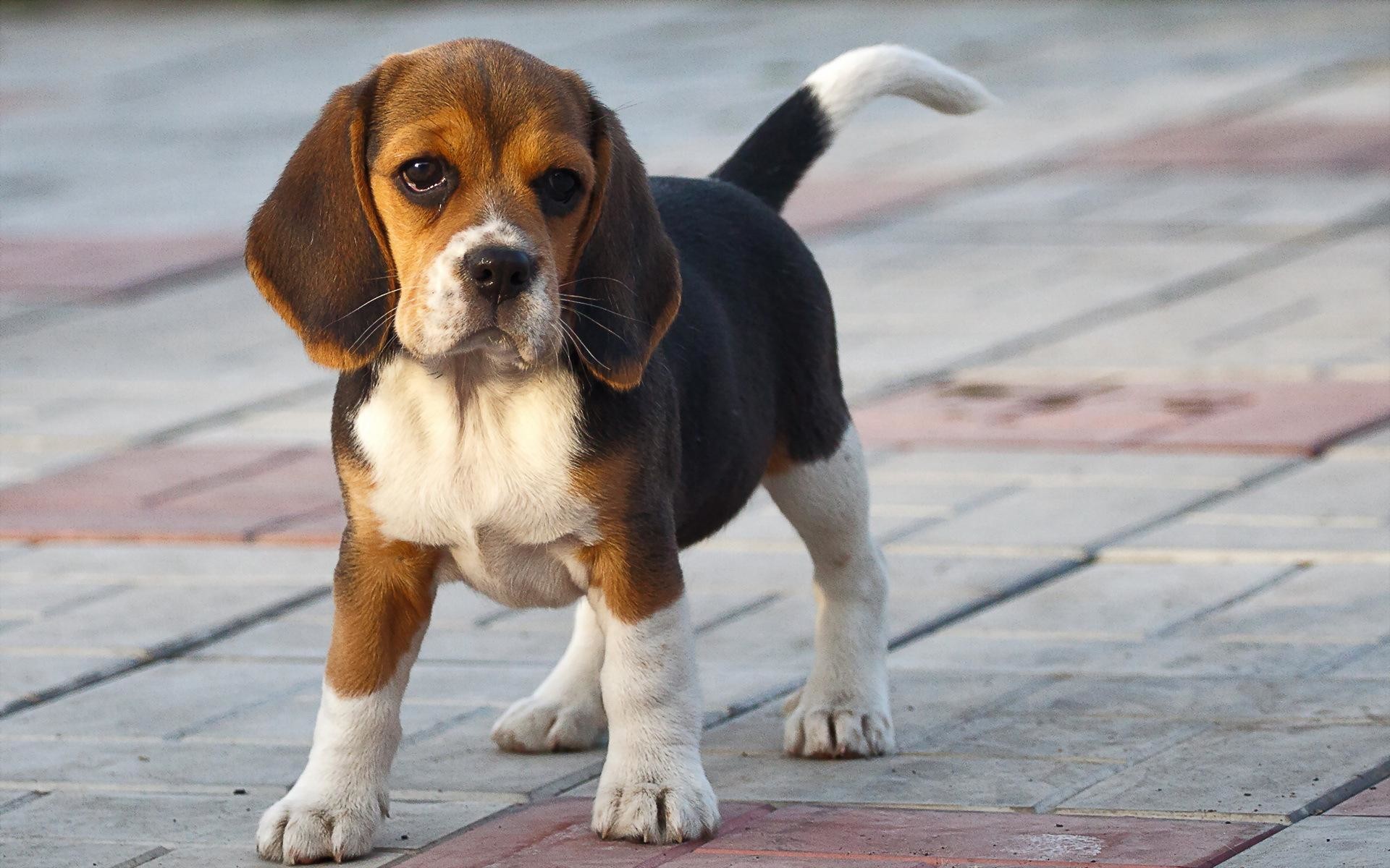 1920x1200 Most Downloaded Beagle Wallpapers - Full HD wallpaper search