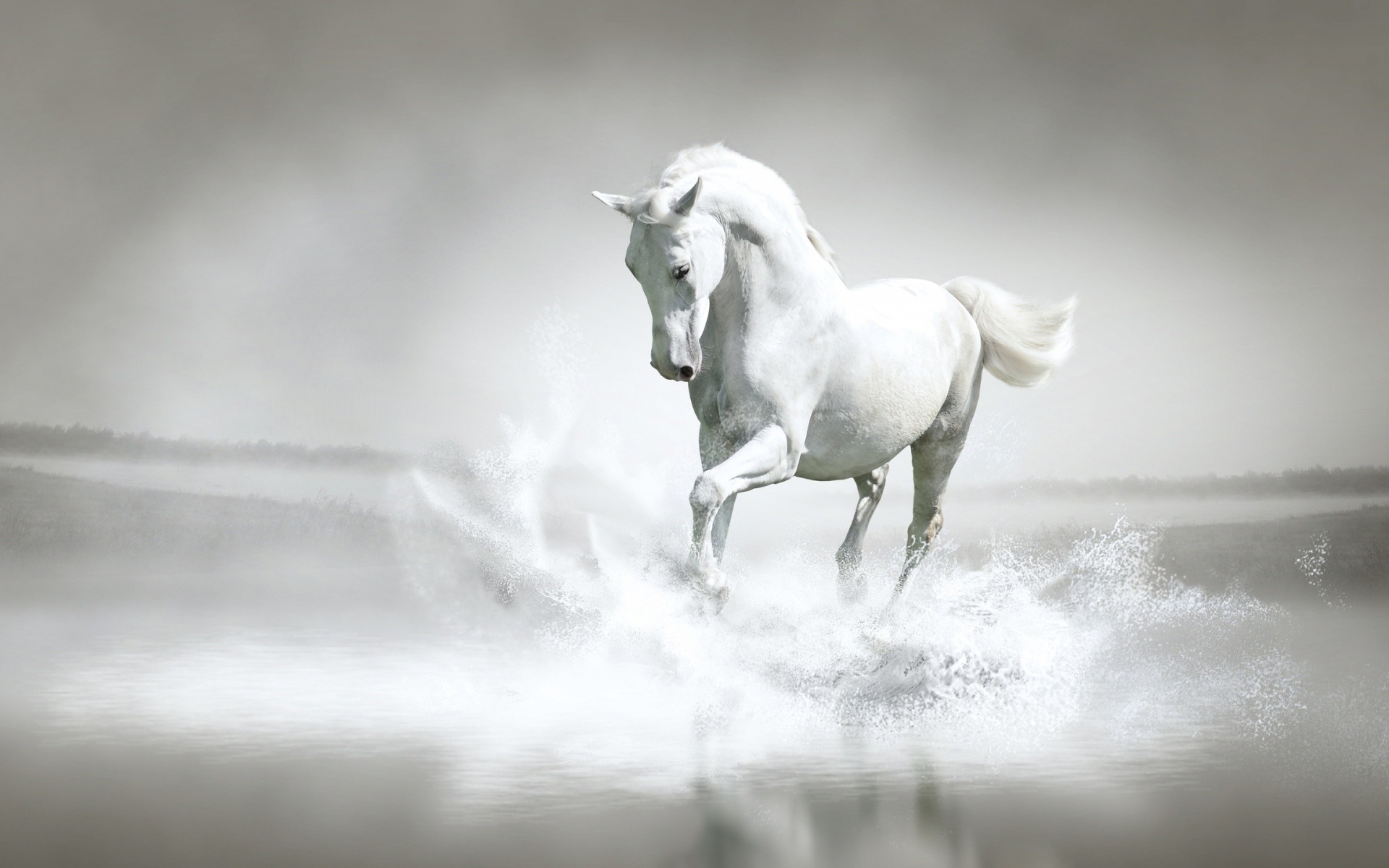 1920x1200 pferdebilder als hintergrund | ... images White Horse â¡ HD wallpaper and  background photos
