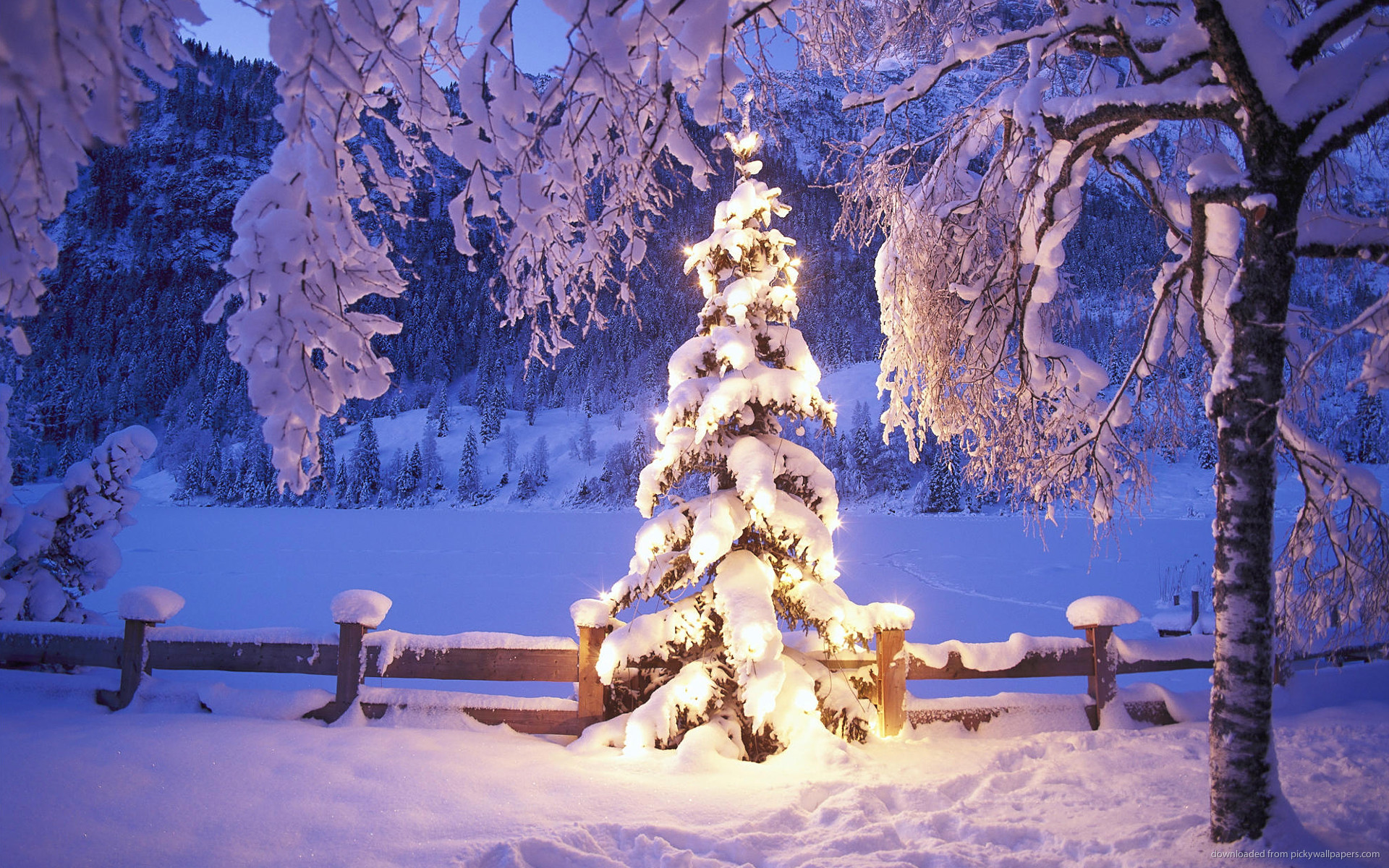 1920x1200 Natural Christmas tree in snow for 