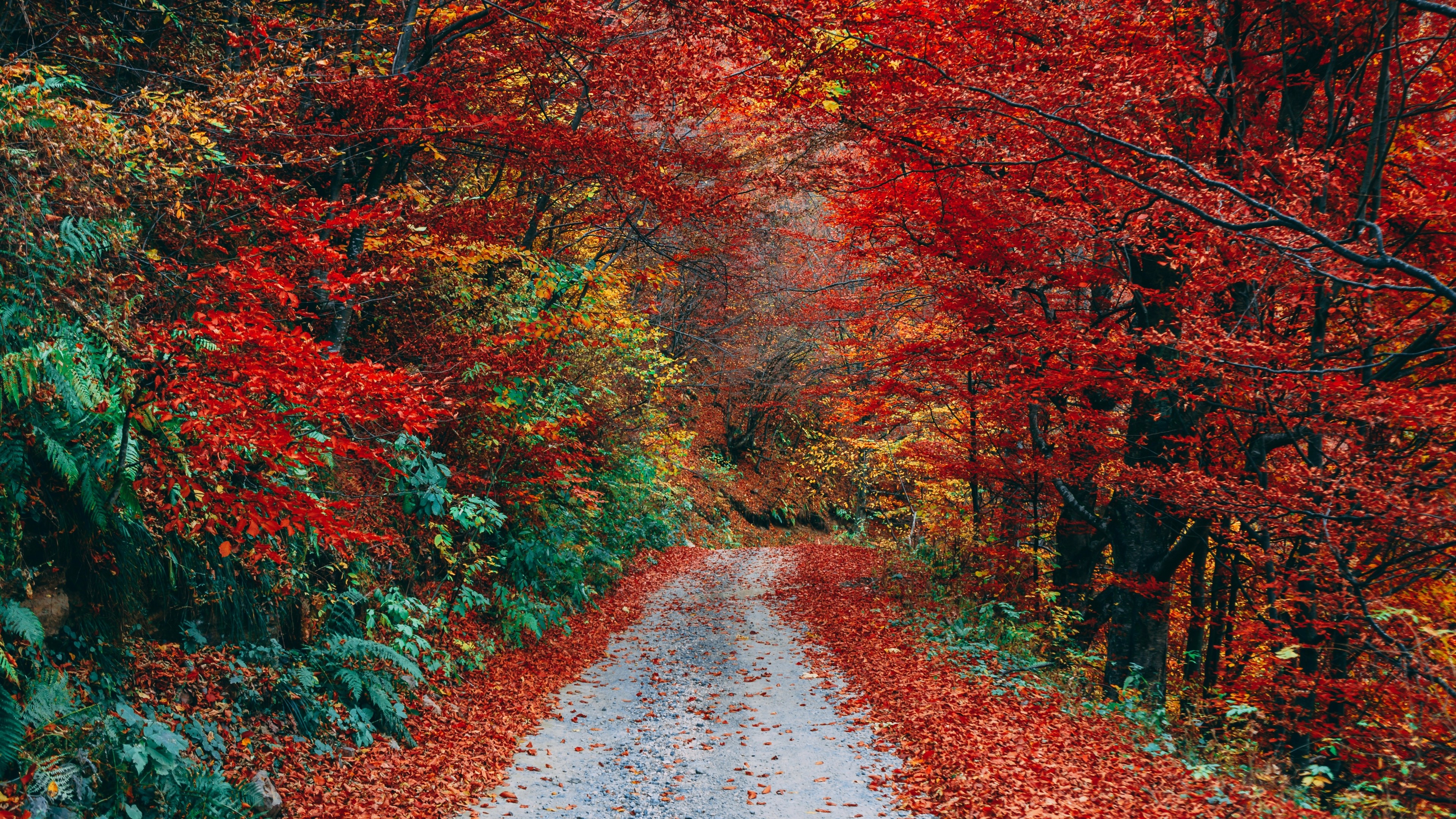 3840x2160 Preview wallpaper autumn, trail, foliage, fallen 