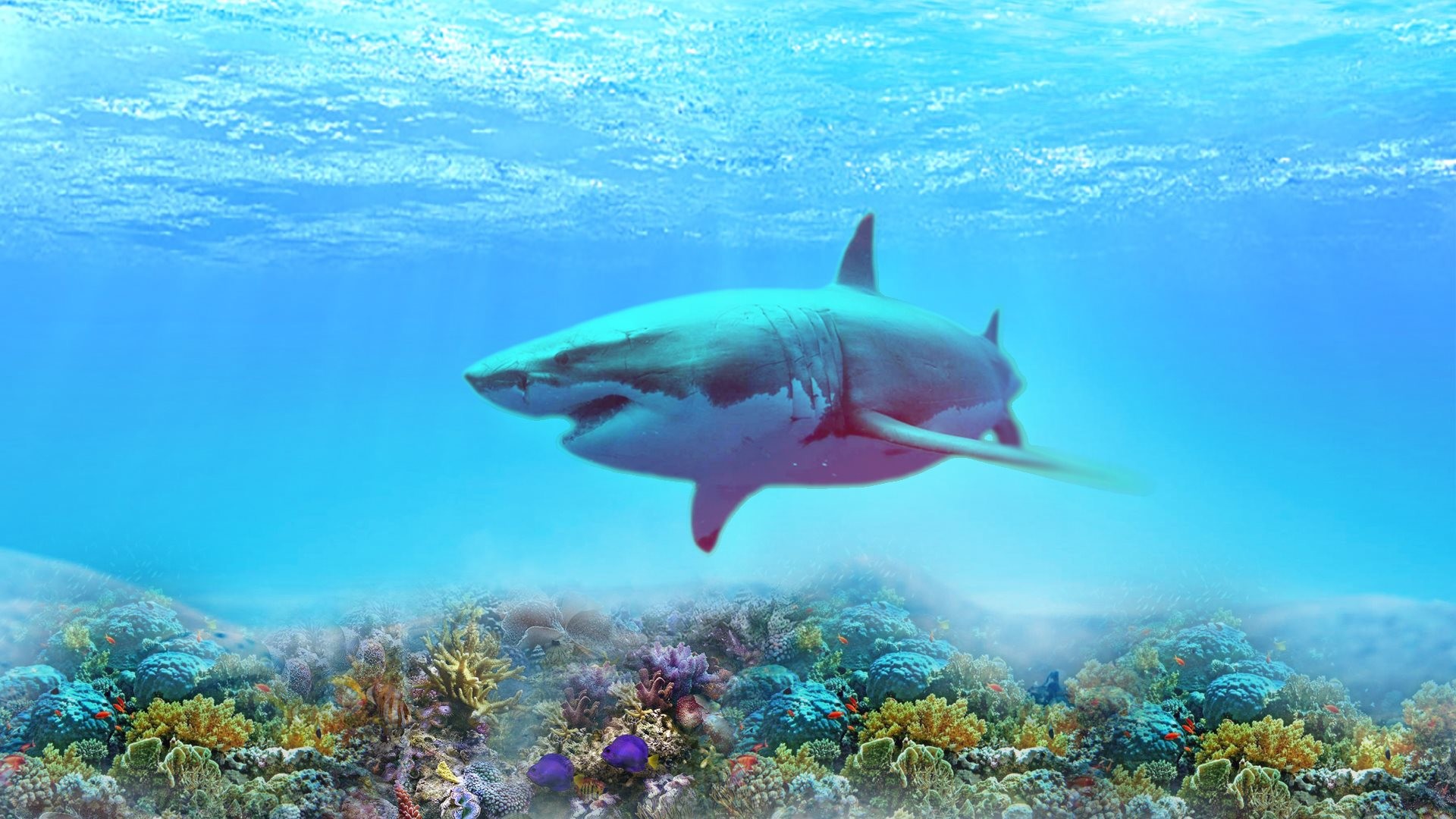 1920x1080 The Great White Shark HD Wallpapers 183 4K 