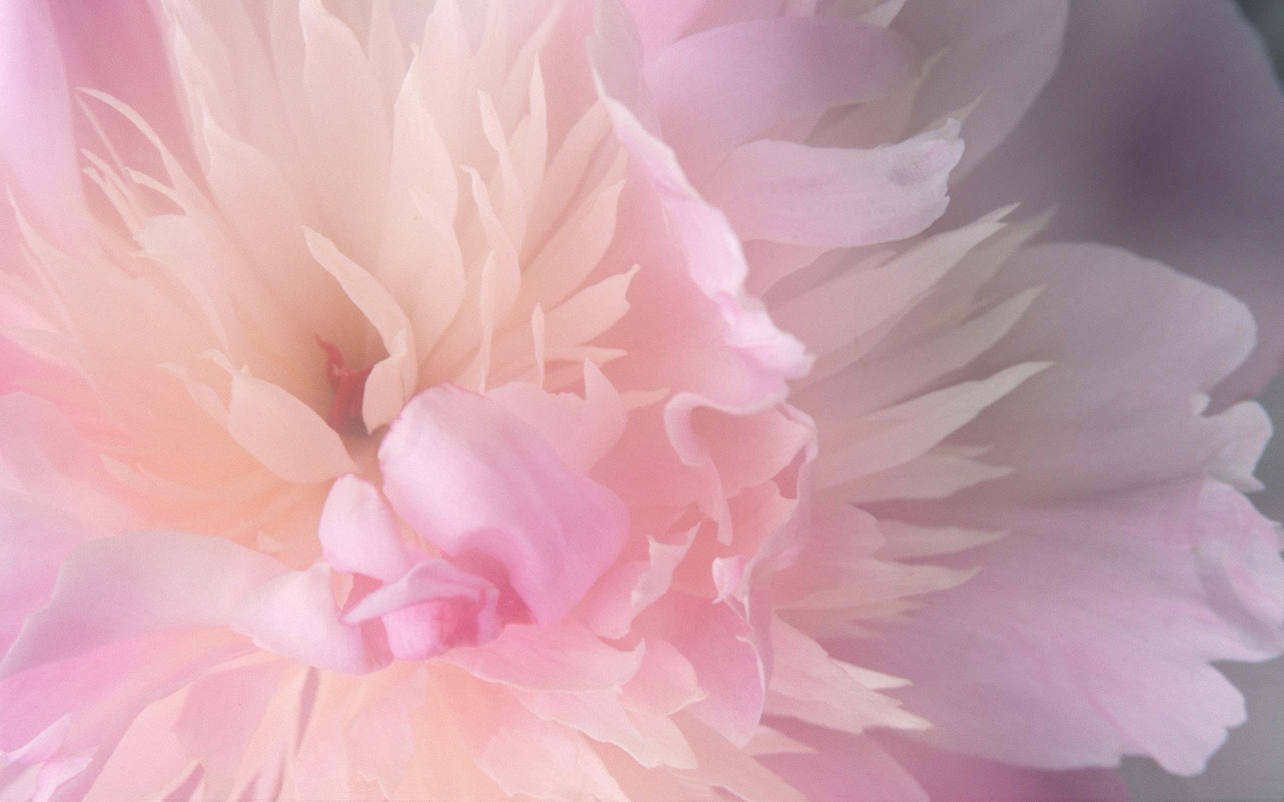 2560x1600 Download Abstract Mac Desktop Flower Pictures Wallpaper | Full HD ... Pink  PeoniesPink ...