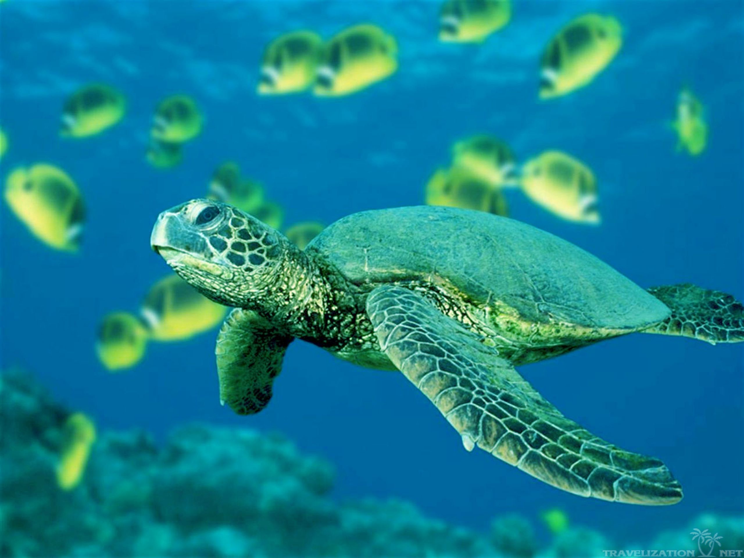 2560x1920 Sea Turtle Wallpaper