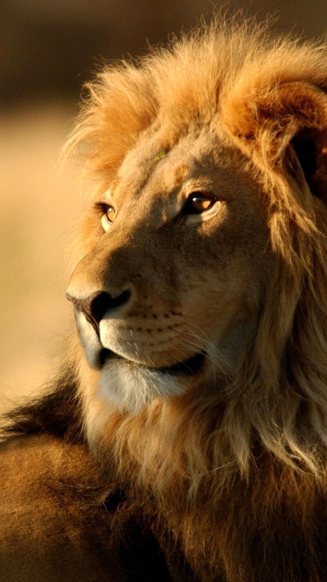 1080x1920  Lion Wallpaper Hd Animals Lion Iphone 6 Plus Wallpaper #bigcats