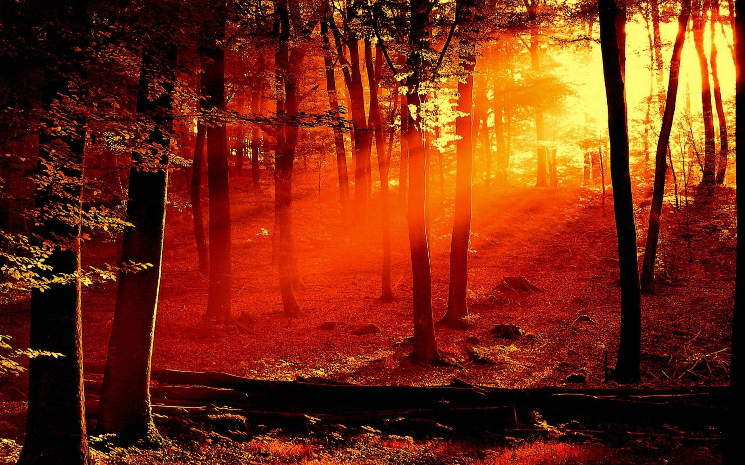 2560x1600 Forest Fire Wallpapers, Forest Fire Myspace Backgrounds, Forest Fire .