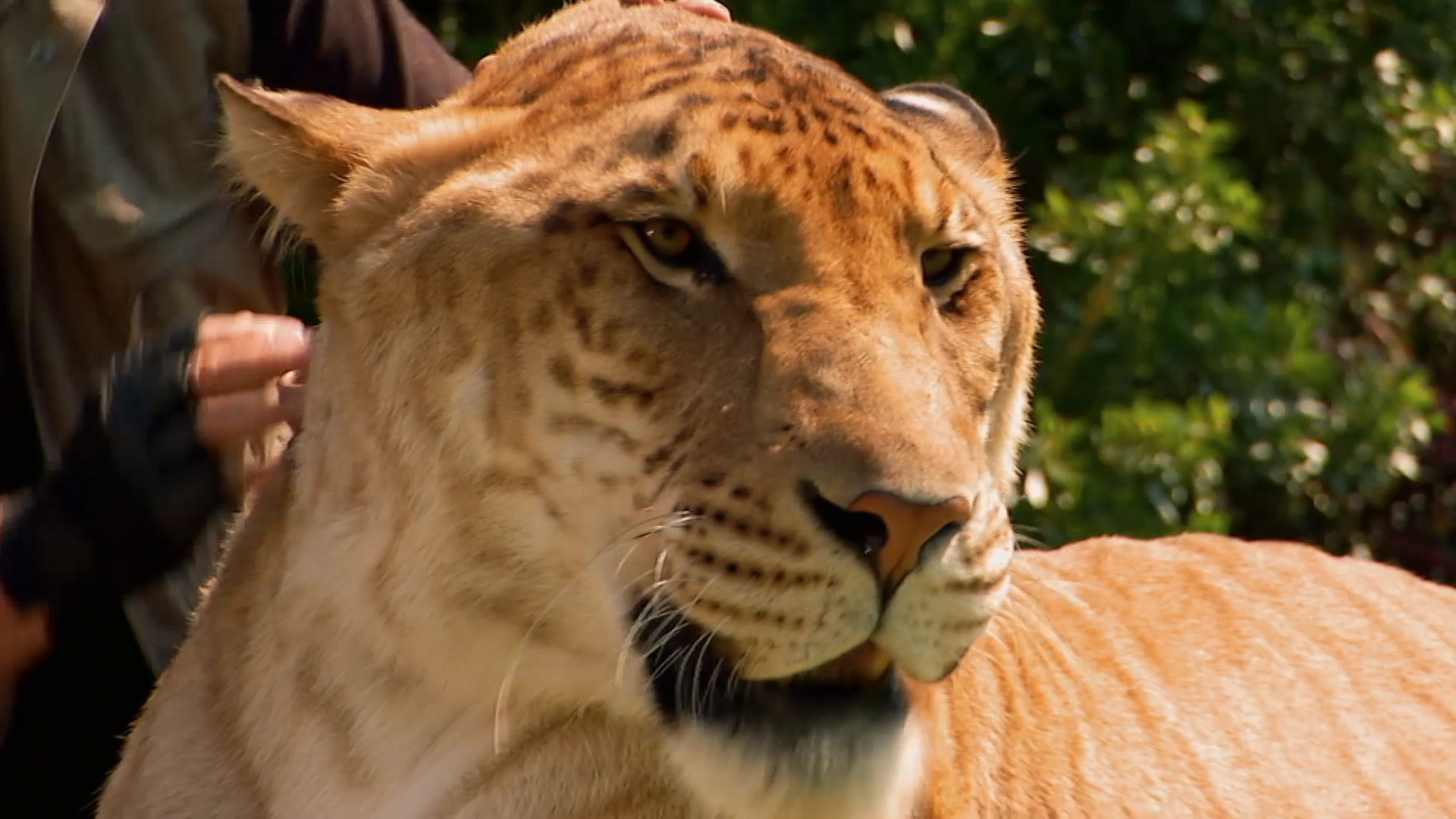 Liger uzbek tilida