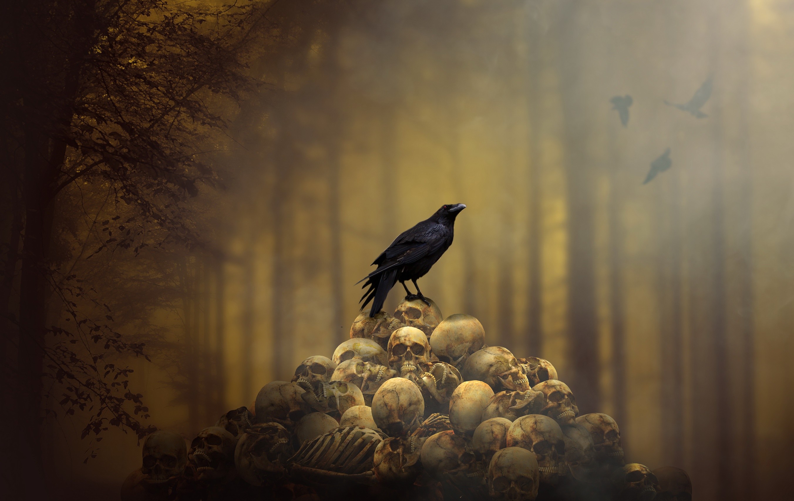 2704x1707 #animals, #skull, #raven, #spooky, wallpaper