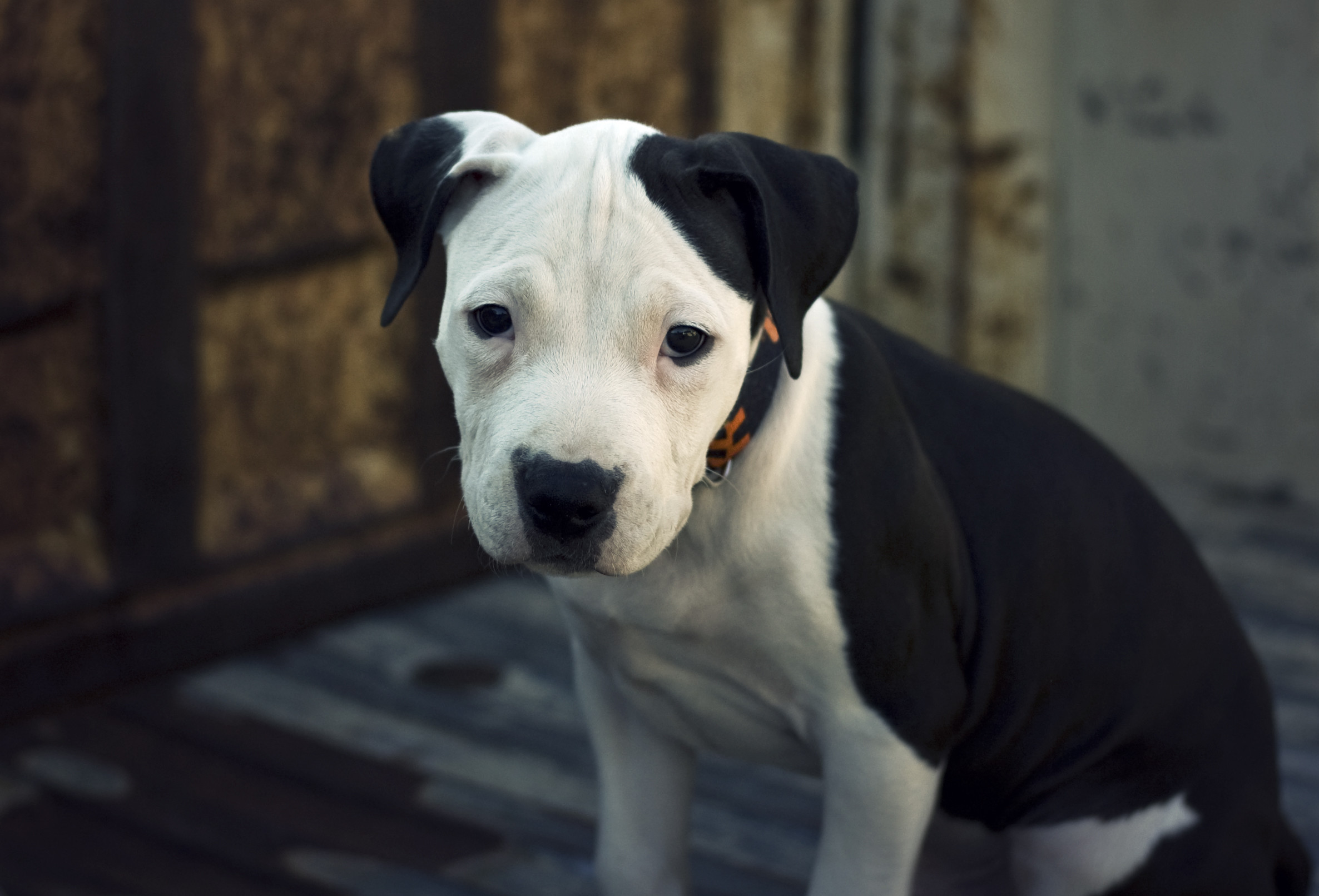 2372x1612 Pit Bull wallpapers