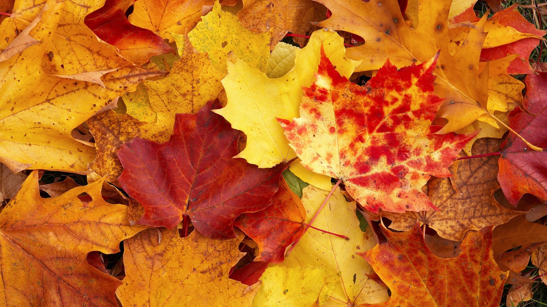 1920x1080 fall wallpapers yellow leaves