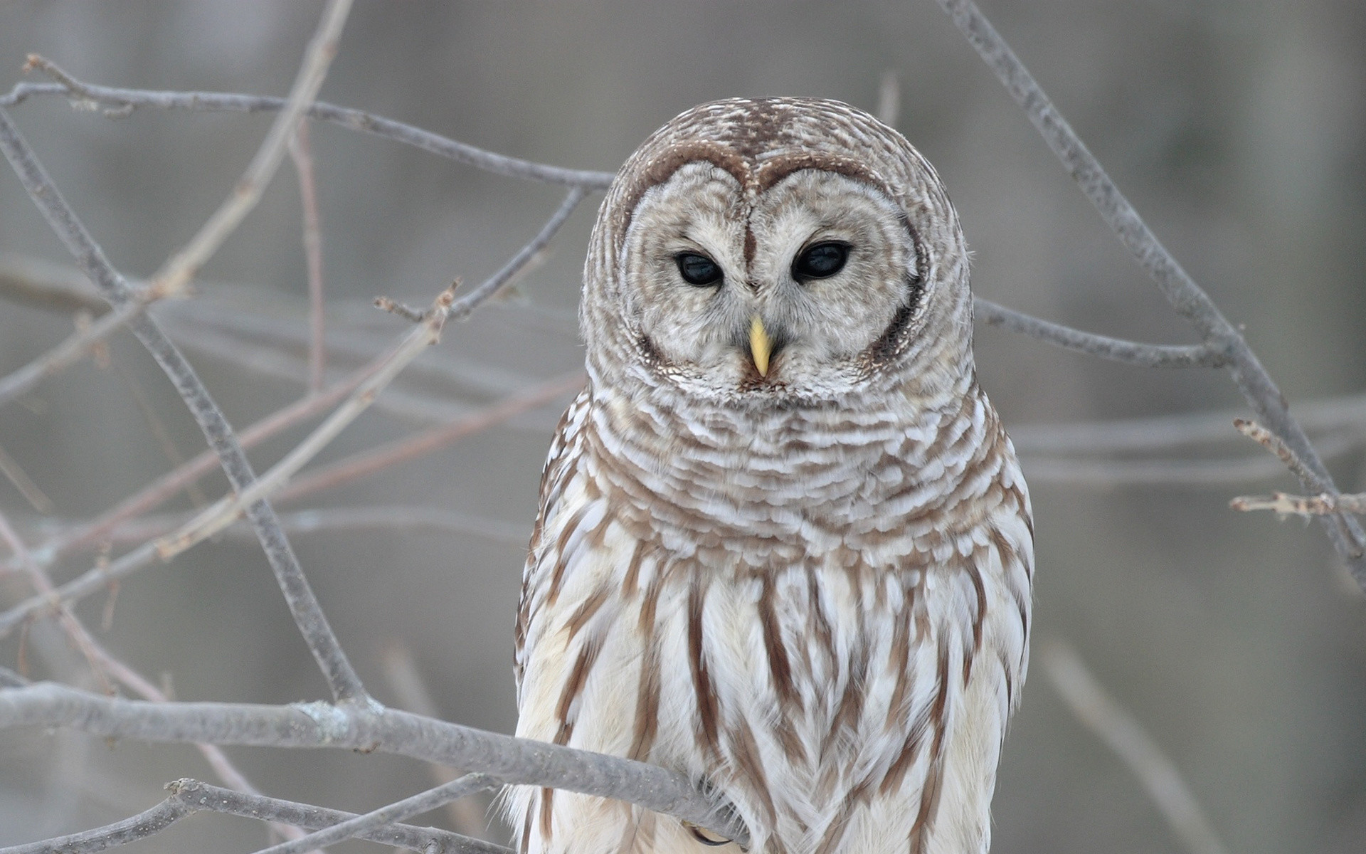 1920x1200 Download White Owl Wallpapers 30382