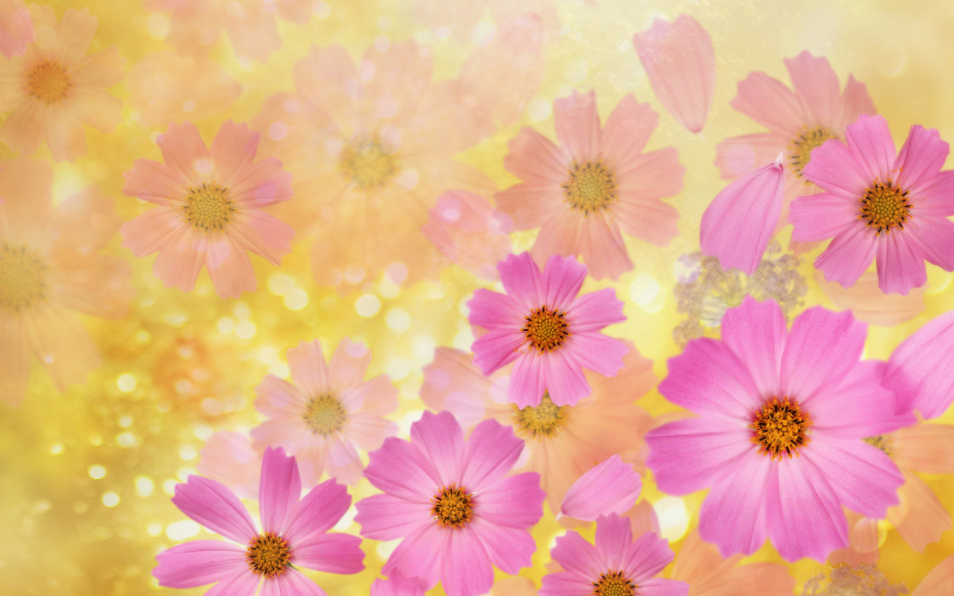1920x1200 flower backgrounds | Cosmos flowers Wallpaper | High Quality