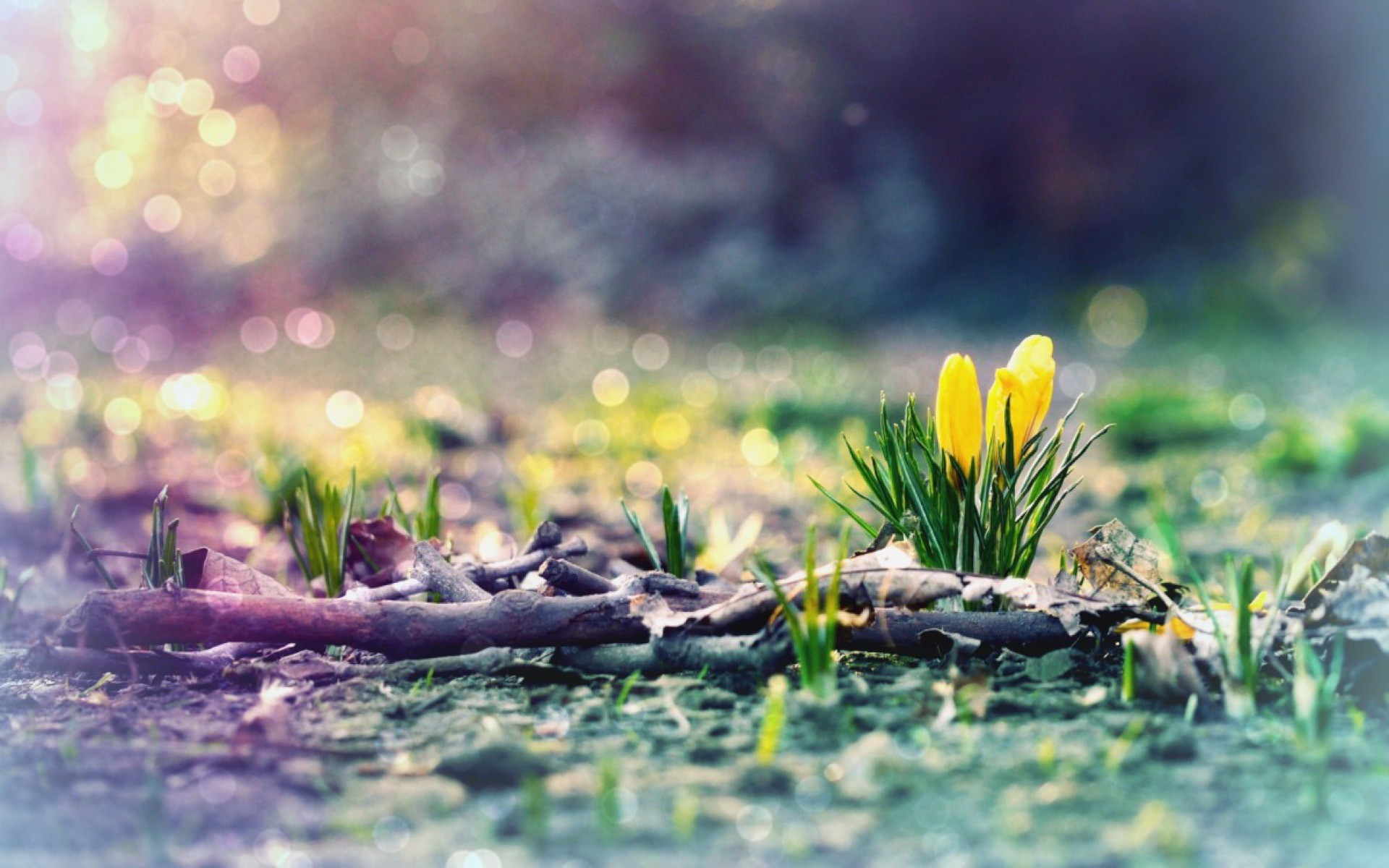1920x1200 HD Wallpapers Early spring : Fields Nature Wallpapers HD.