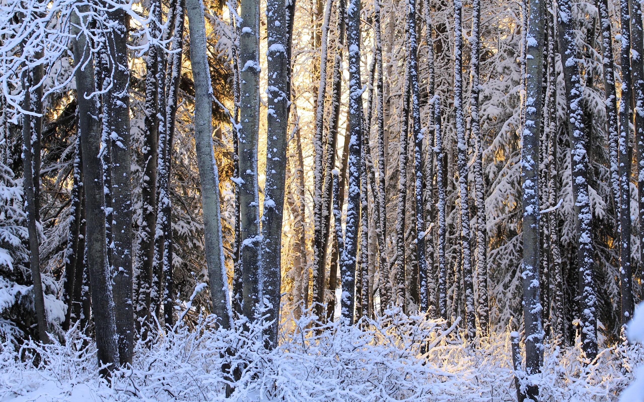 2560x1600 Sunset winter forest trees landscape wallpaper |  .