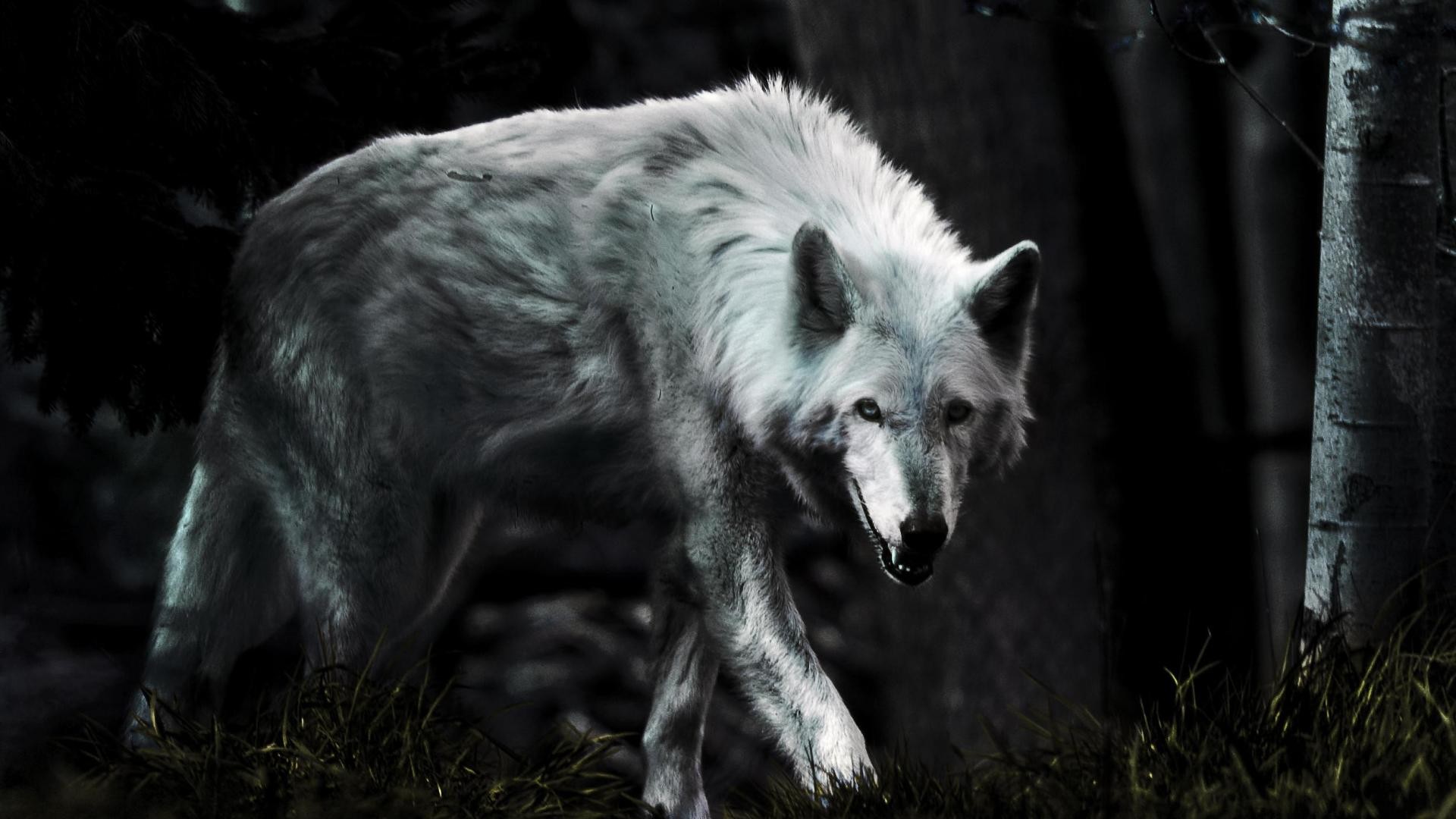 1920x1080 Free Wolf Backgrounds Wallpaper
