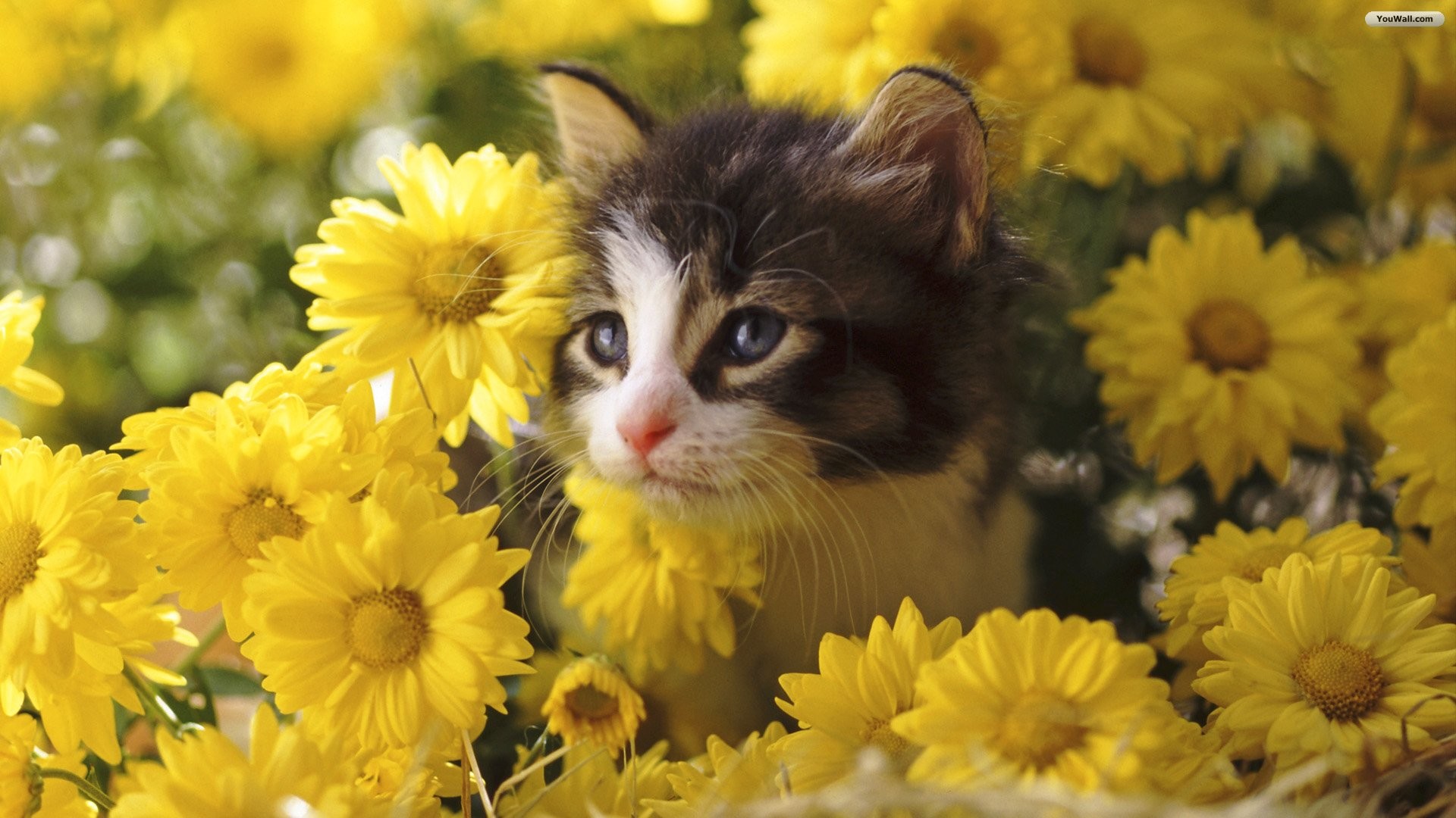 Summer Cat Wallpaper Images (48+ images)