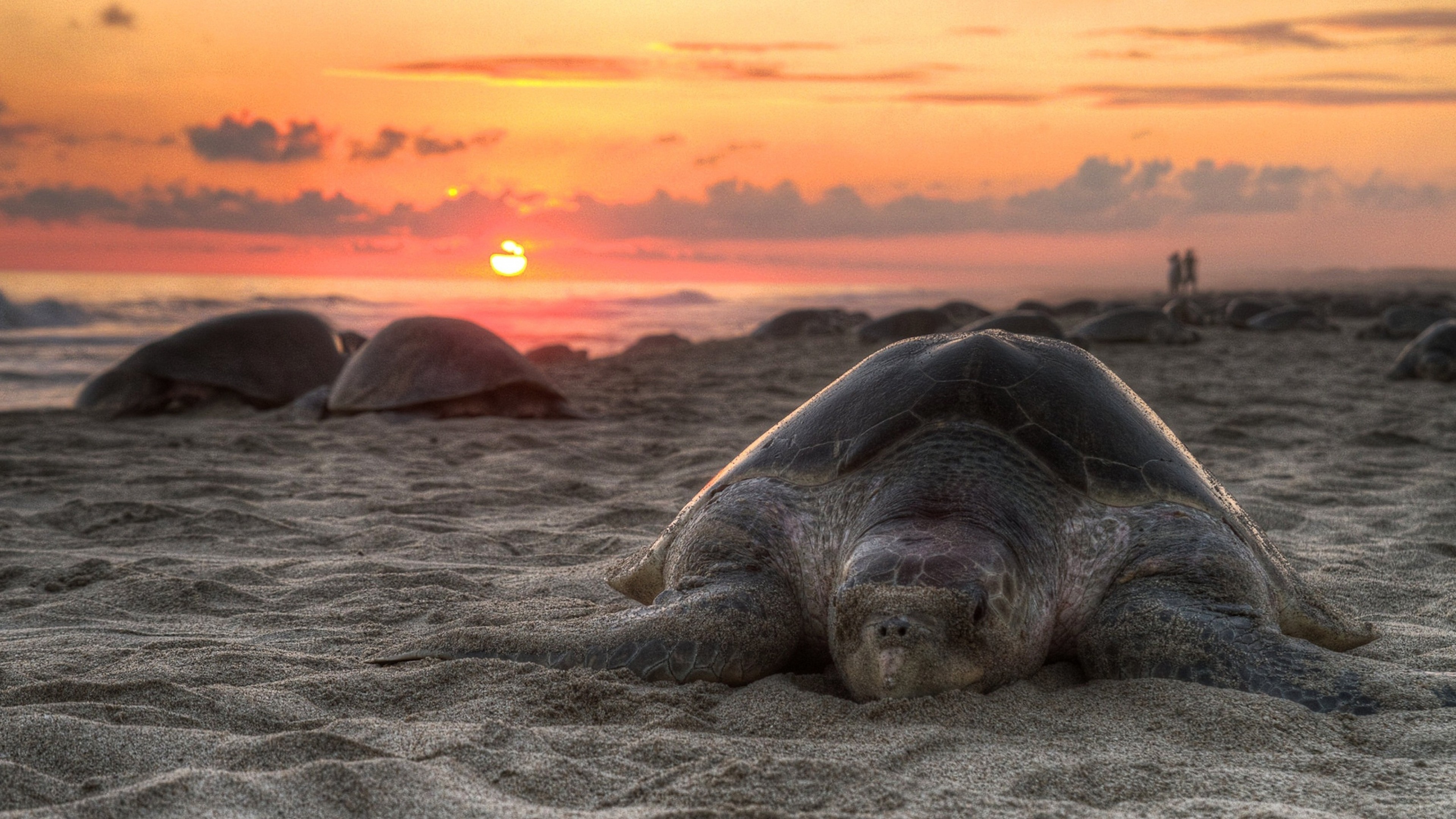 3840x2160  Wallpaper turtle, sand, sky, sunset, beach