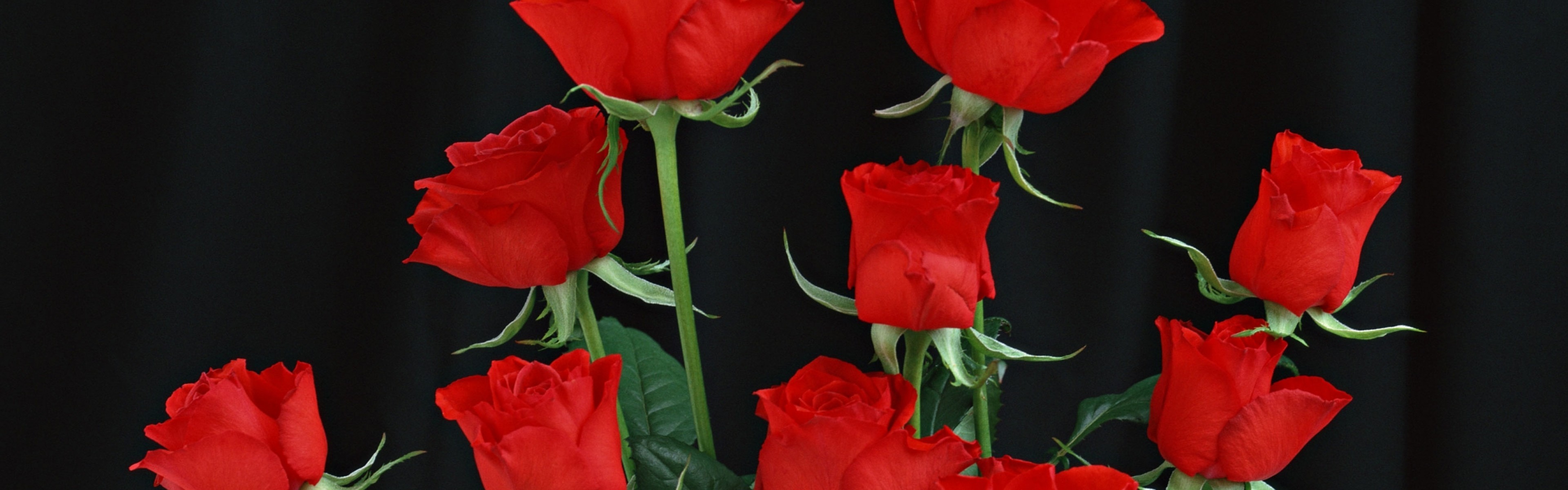 3840x1200  Wallpaper red roses, black background, flowers