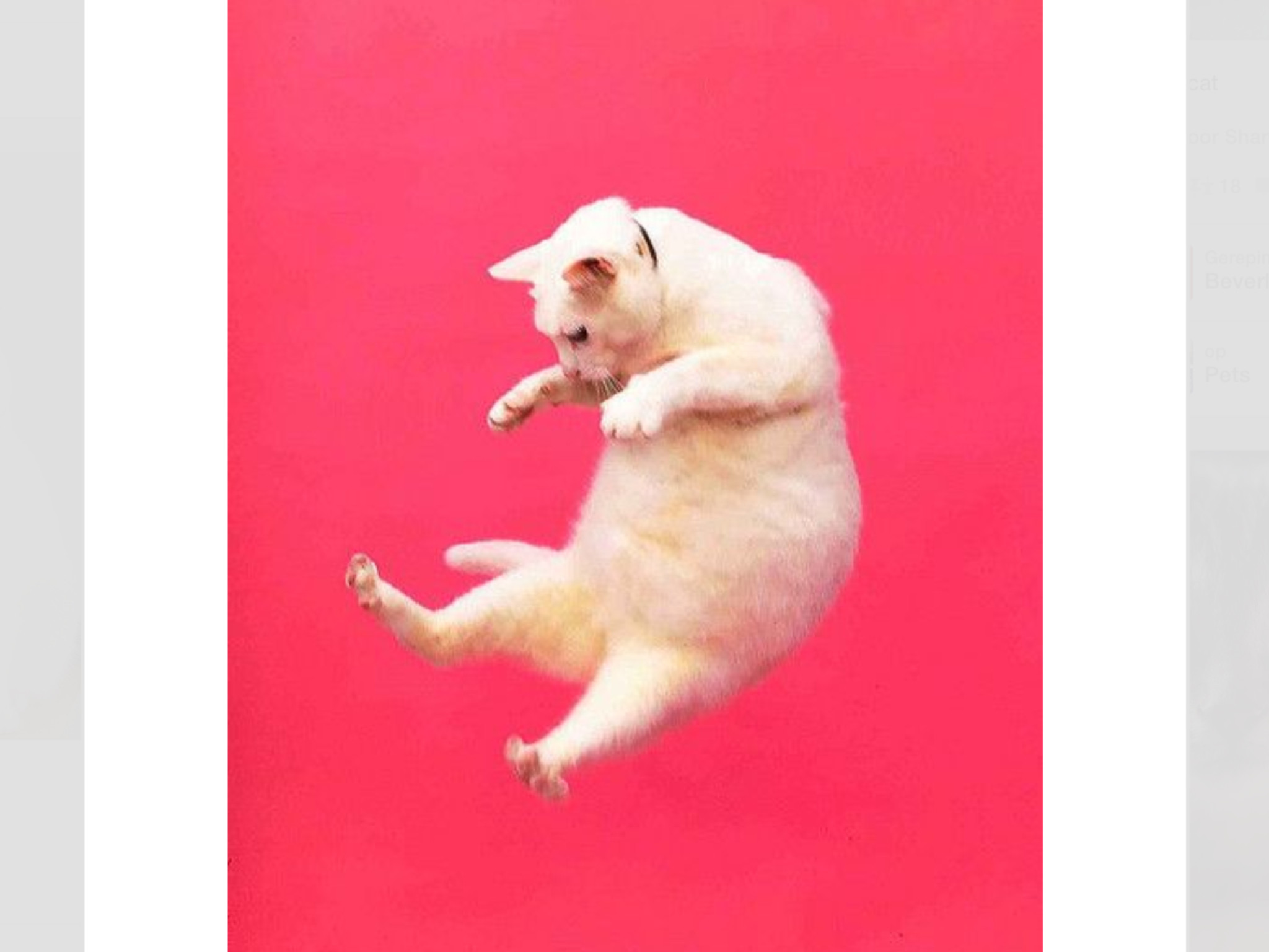 2048x1536 Hot pink jumping white cat iphone phone background wallpaper lock screen