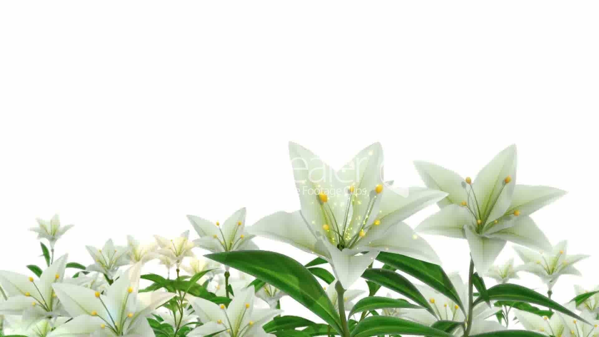 1920x1080 easter lily wallpaper ...