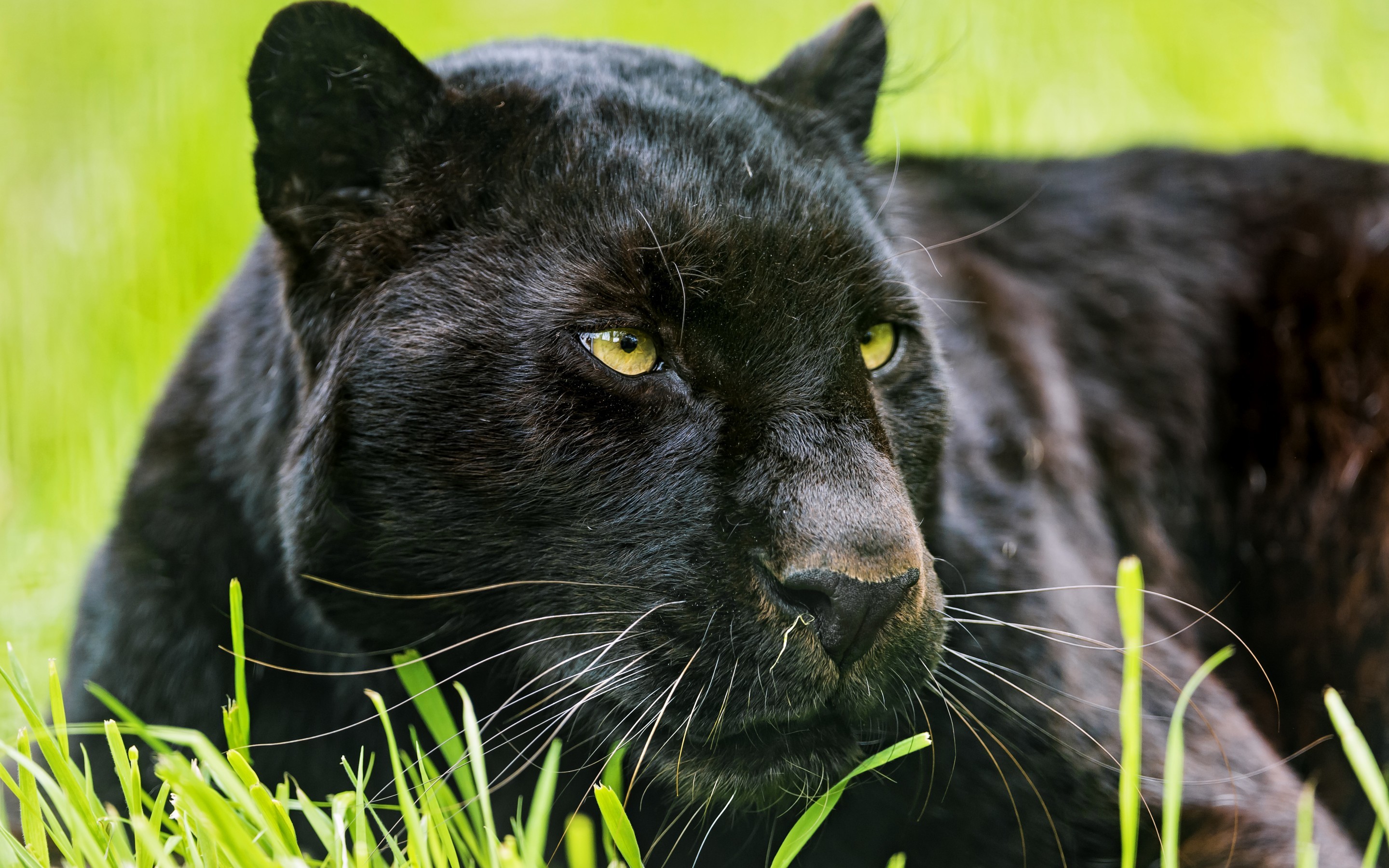 2880x1800 Black panthers in Asia and Africa are leopards and black panthers in the  Americas are black jaguars. A black panther is the melanistic color variant  of any ...