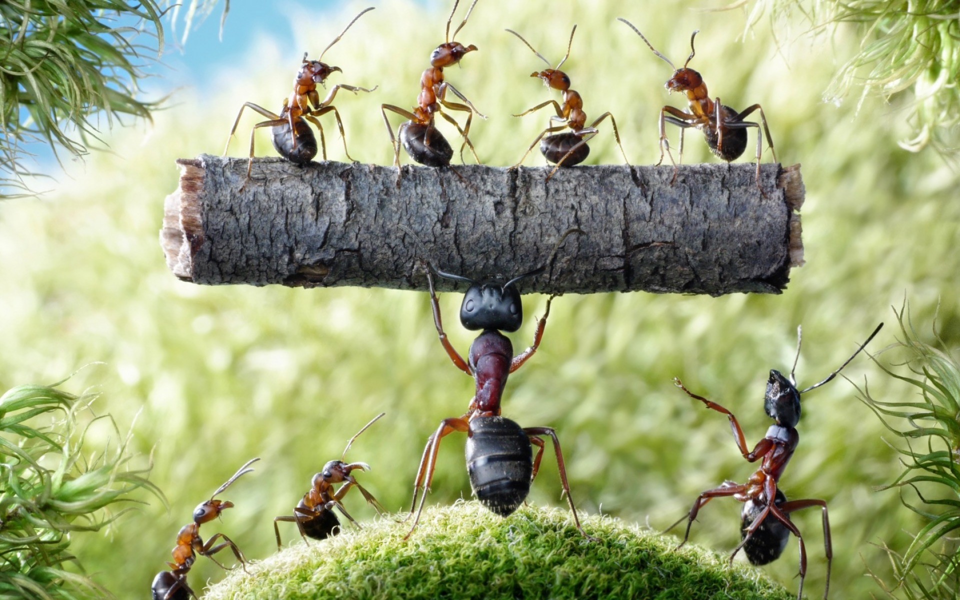 1920x1200 Hercules Ant wallpapers and stock photos