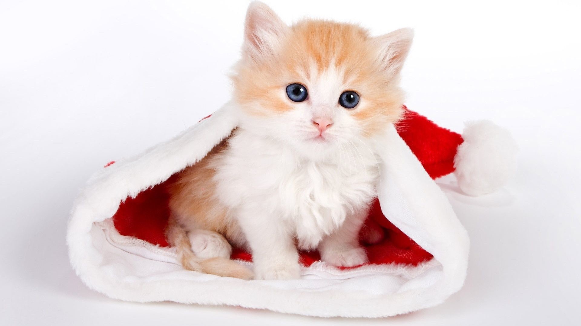1920x1080 Christmas Cat Wallpapers - Wallpaper Cave
