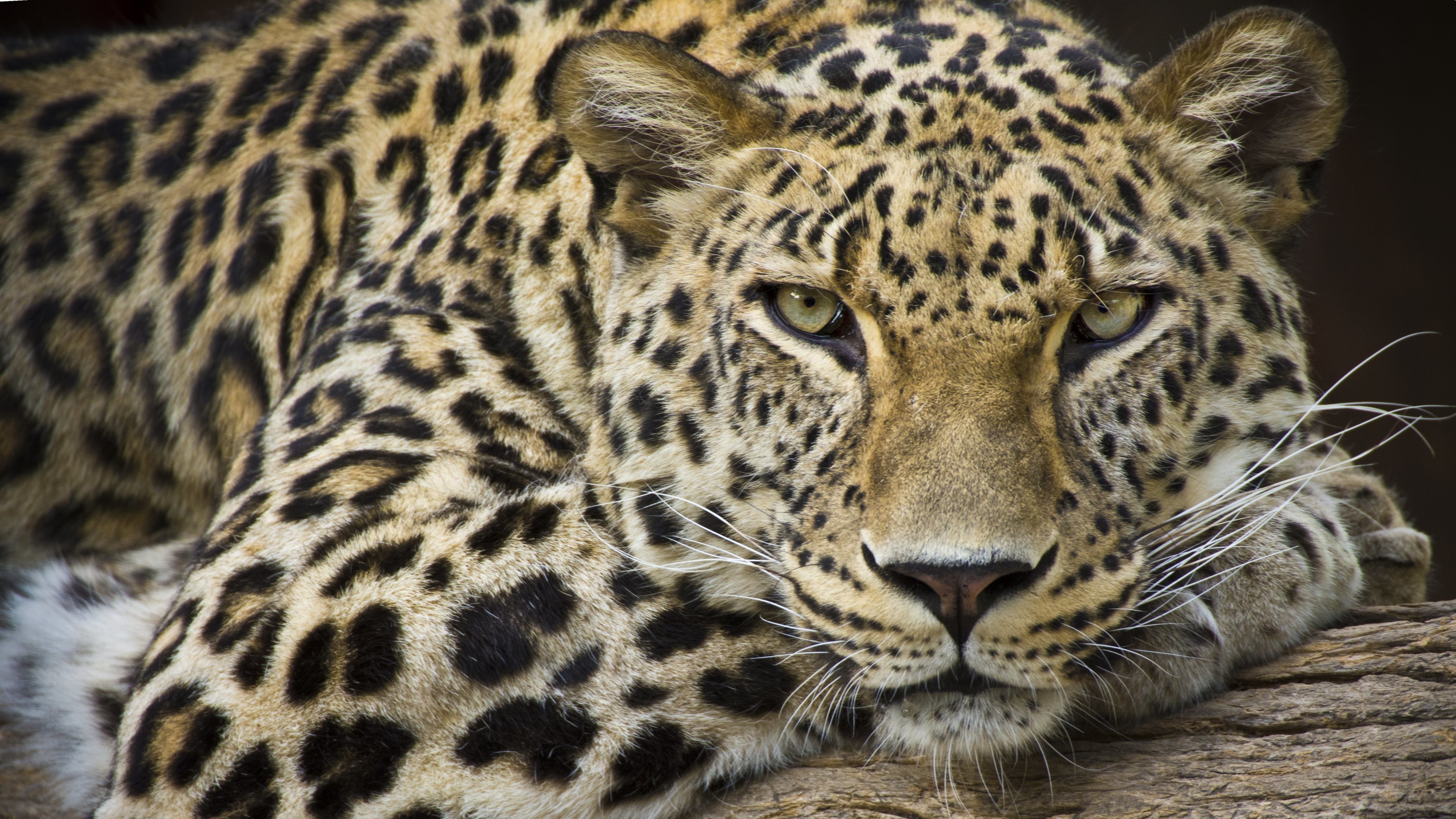 3840x2160 Felidae, Jaguar, African Leopard, Big Cats, Big Cat Wallpaper in   Resolution