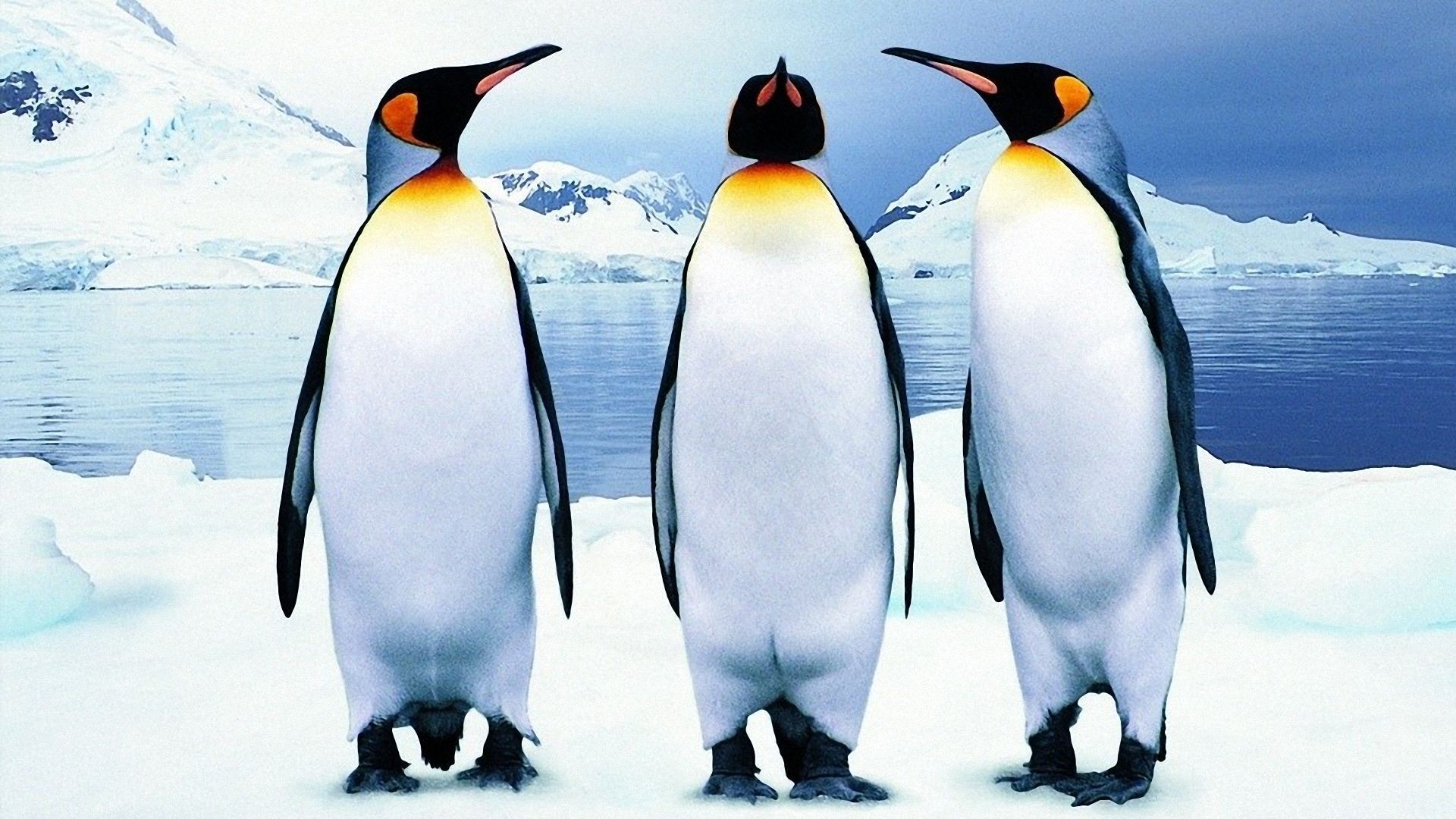 1920x1080 Three Penguin Wallpapers,Penguin Wallpapers Wallpaper Res: Added on ,  Tagged : at Wallpapers Website