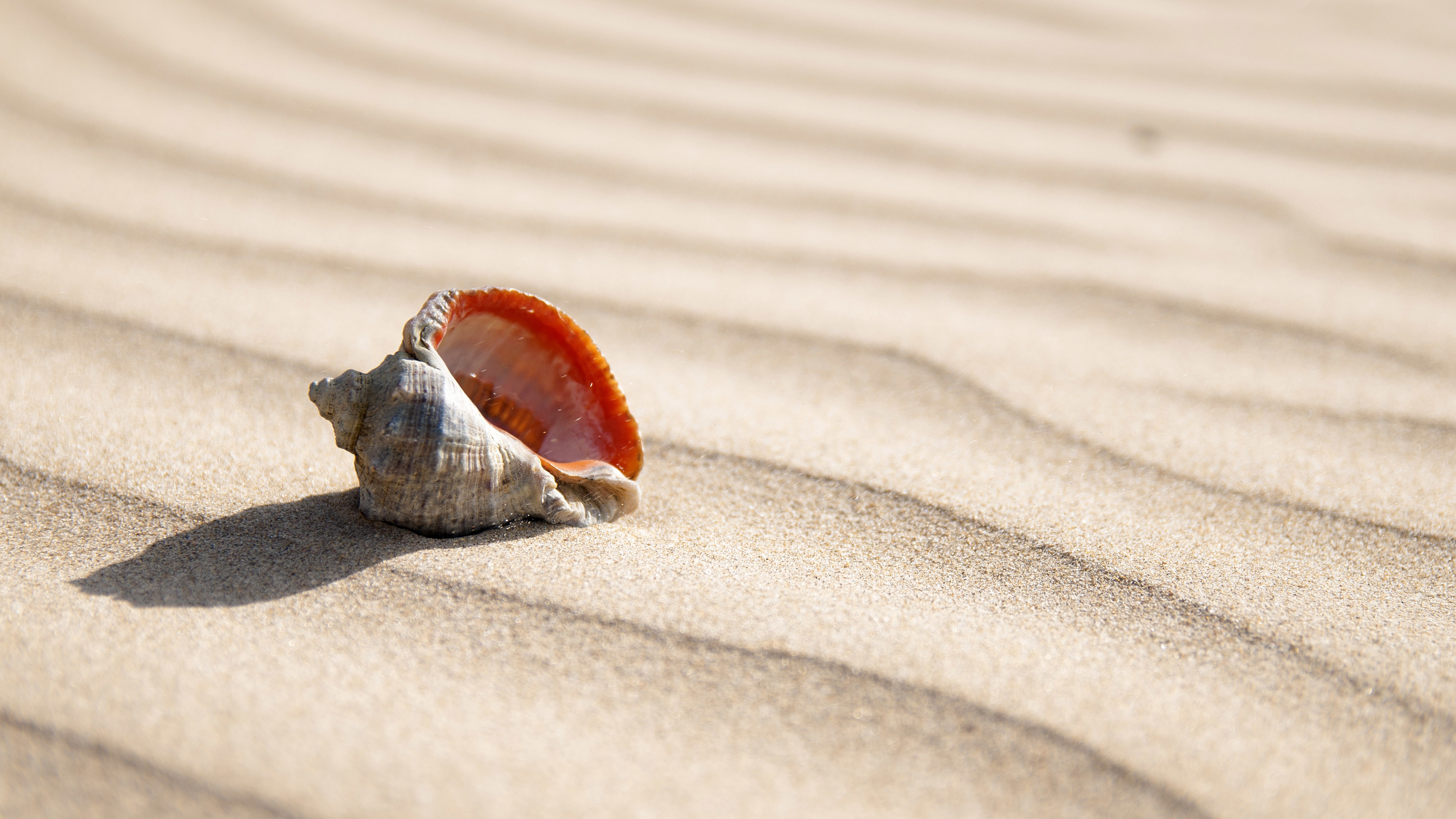 3840x2160 ... Shell in the sand HD Wallpaper 
