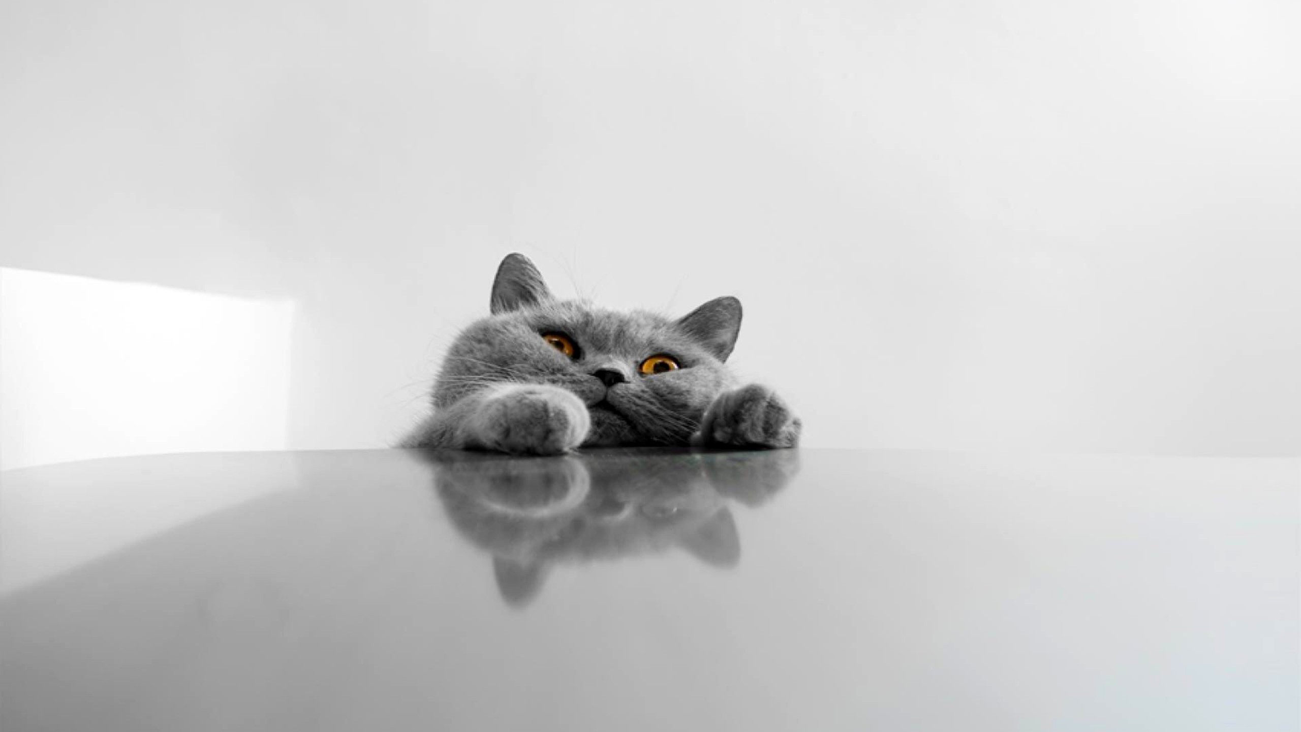 Cat HD Wallpapers  Top Best HD Cat Wallpapers Download